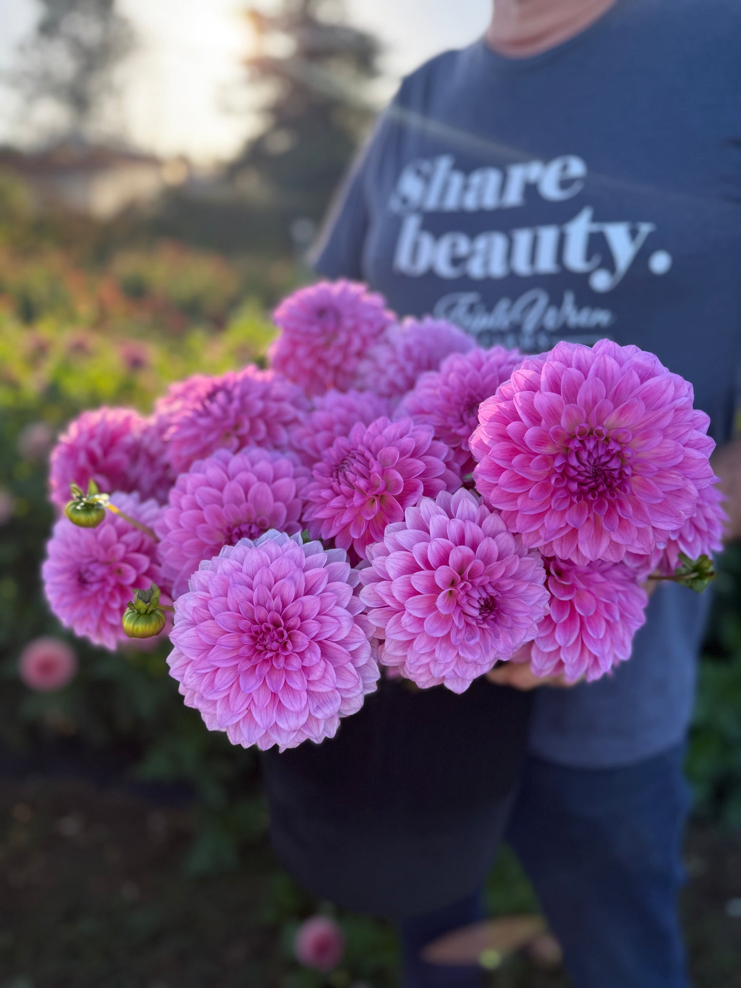 A person in a garden holding a large bouquet of vibrant pink dahlia flowers. The person is wearing a navy blue t-shirt with the text 'share beauty.