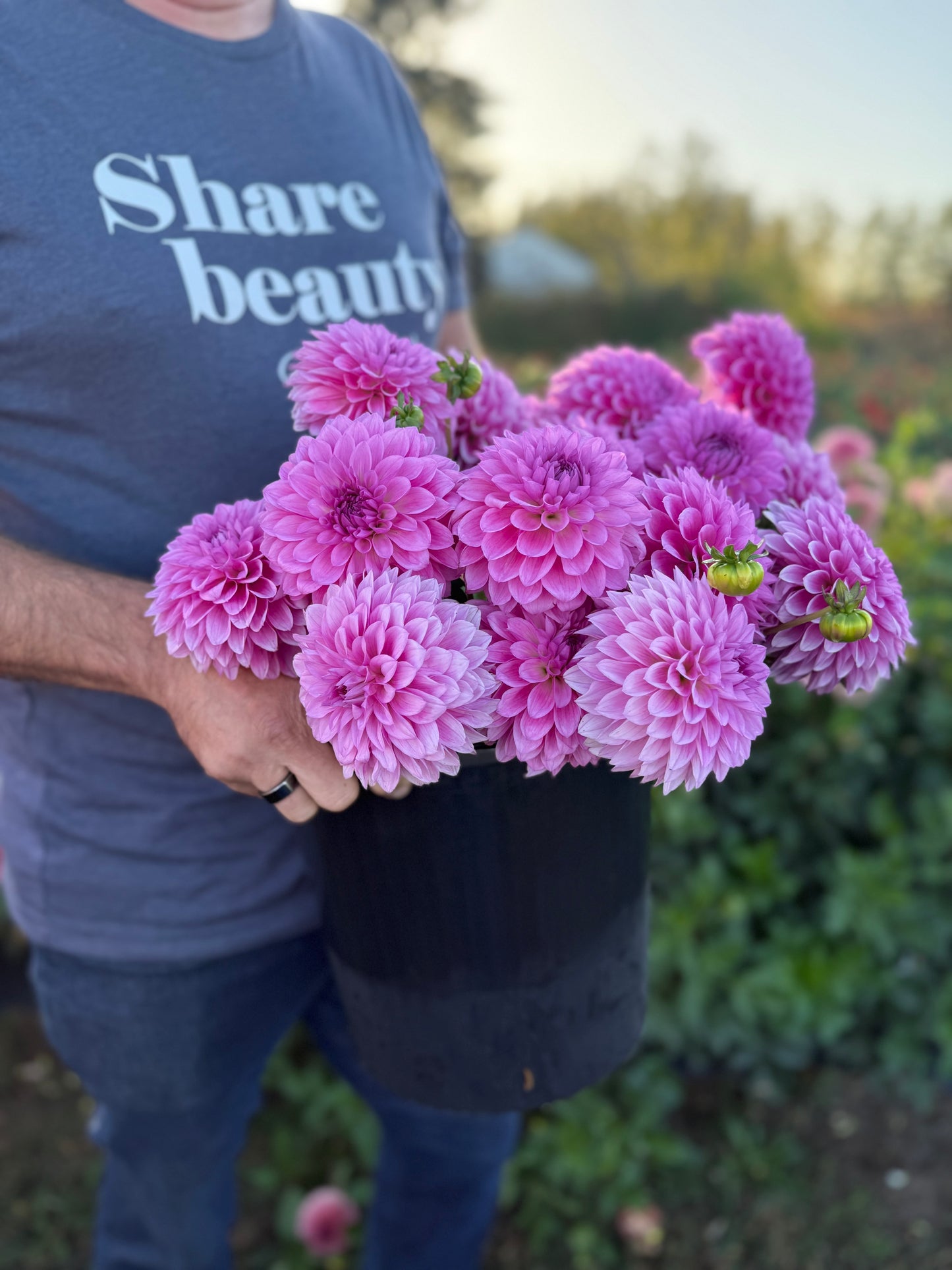 A person outdoors holding a black nursery pot filled with blooming pink and purple dahlia flowers. The person is wearing a gray t-shirt with the text 'Share beauty' printed on it.