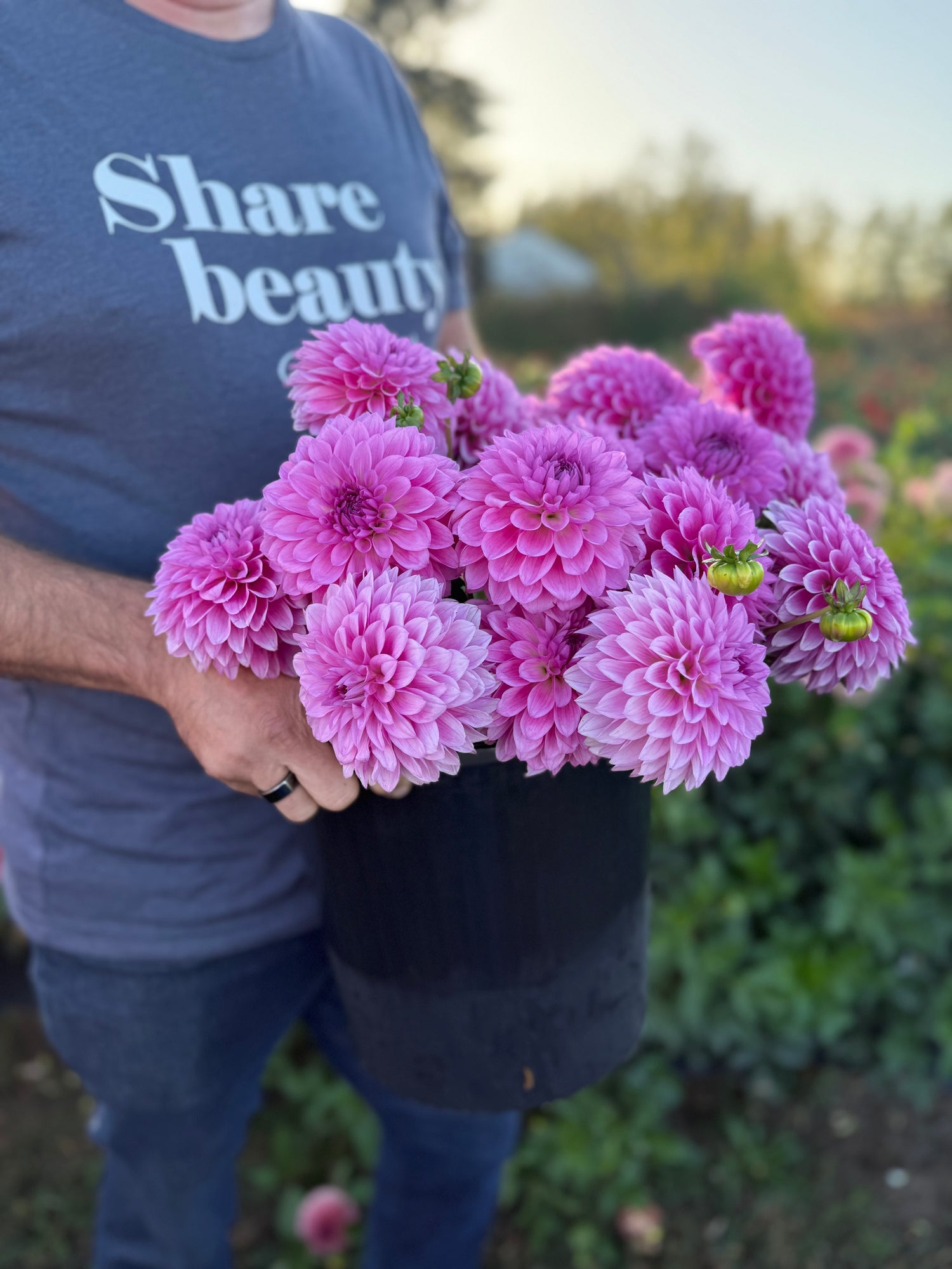 A person outdoors holding a black nursery pot filled with blooming pink and purple dahlia flowers. The person is wearing a gray t-shirt with the text 'Share beauty' printed on it.