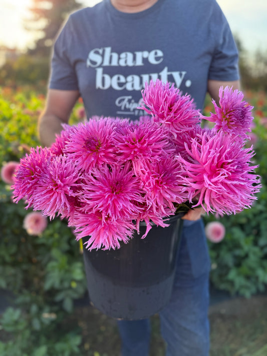 Bloomquist LouAnn Dahlia Tuber