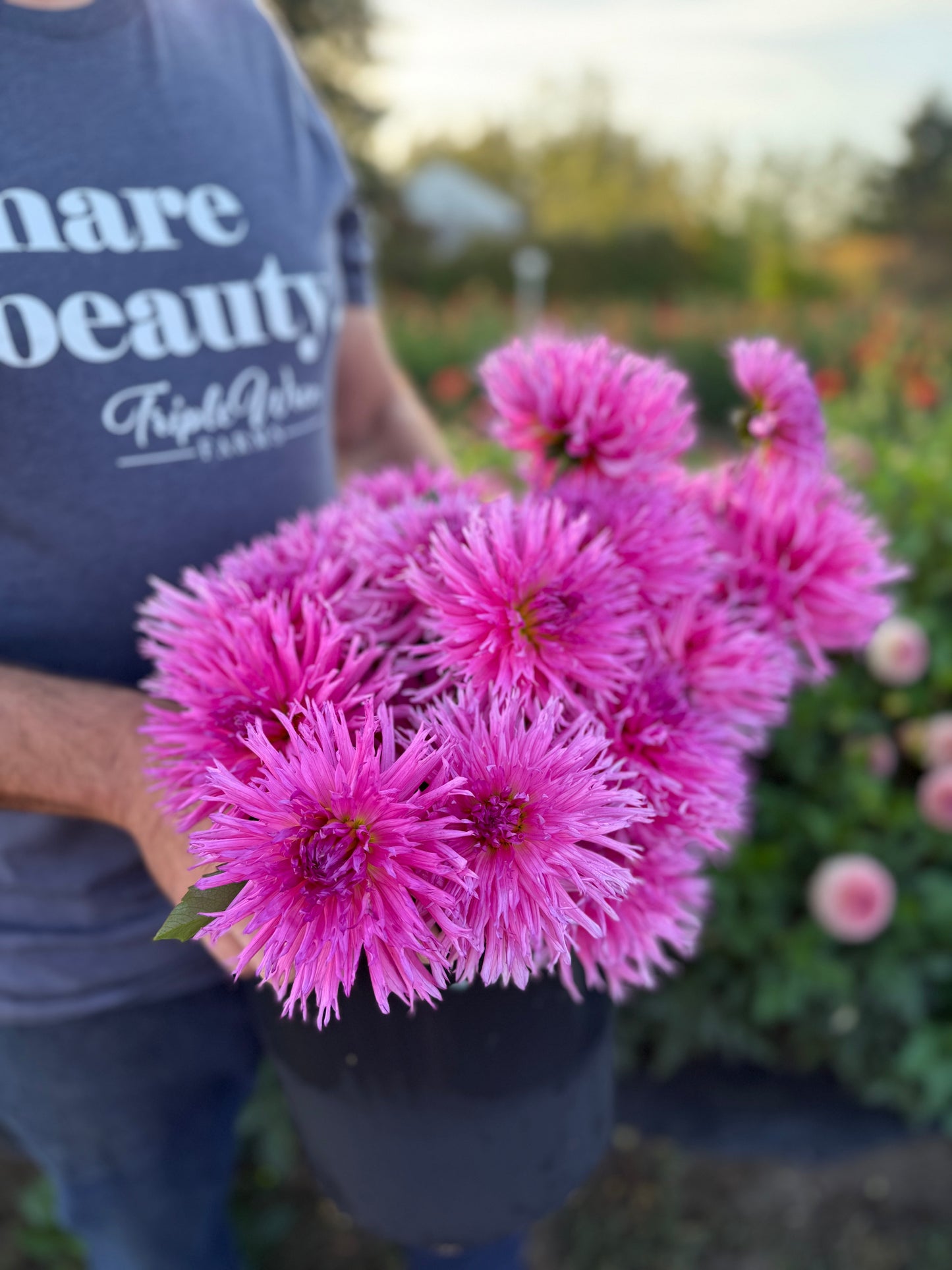 Bloomquist LouAnn Dahlia Tuber