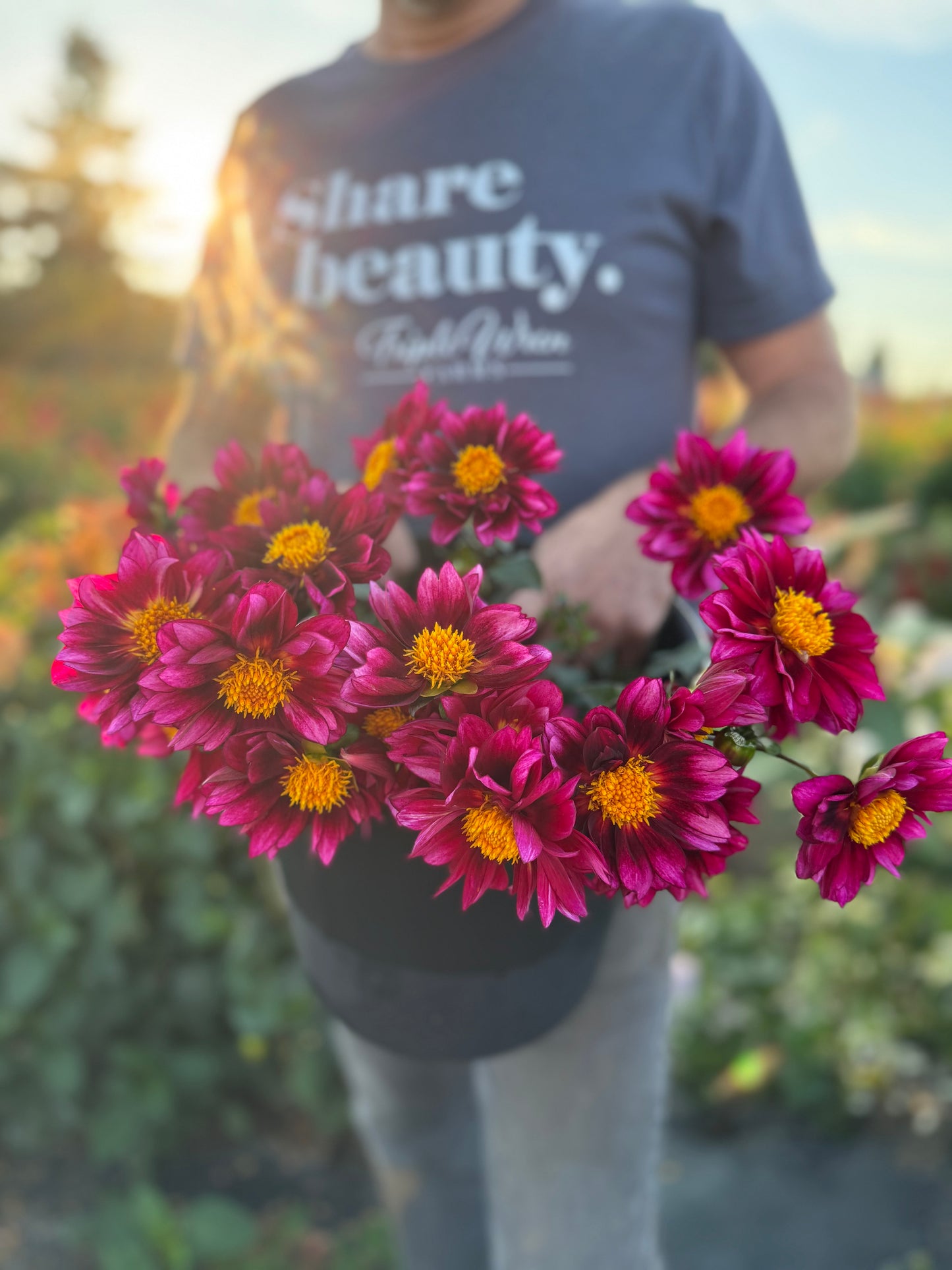 Bloomquist Night Owl Dahlia Tuber