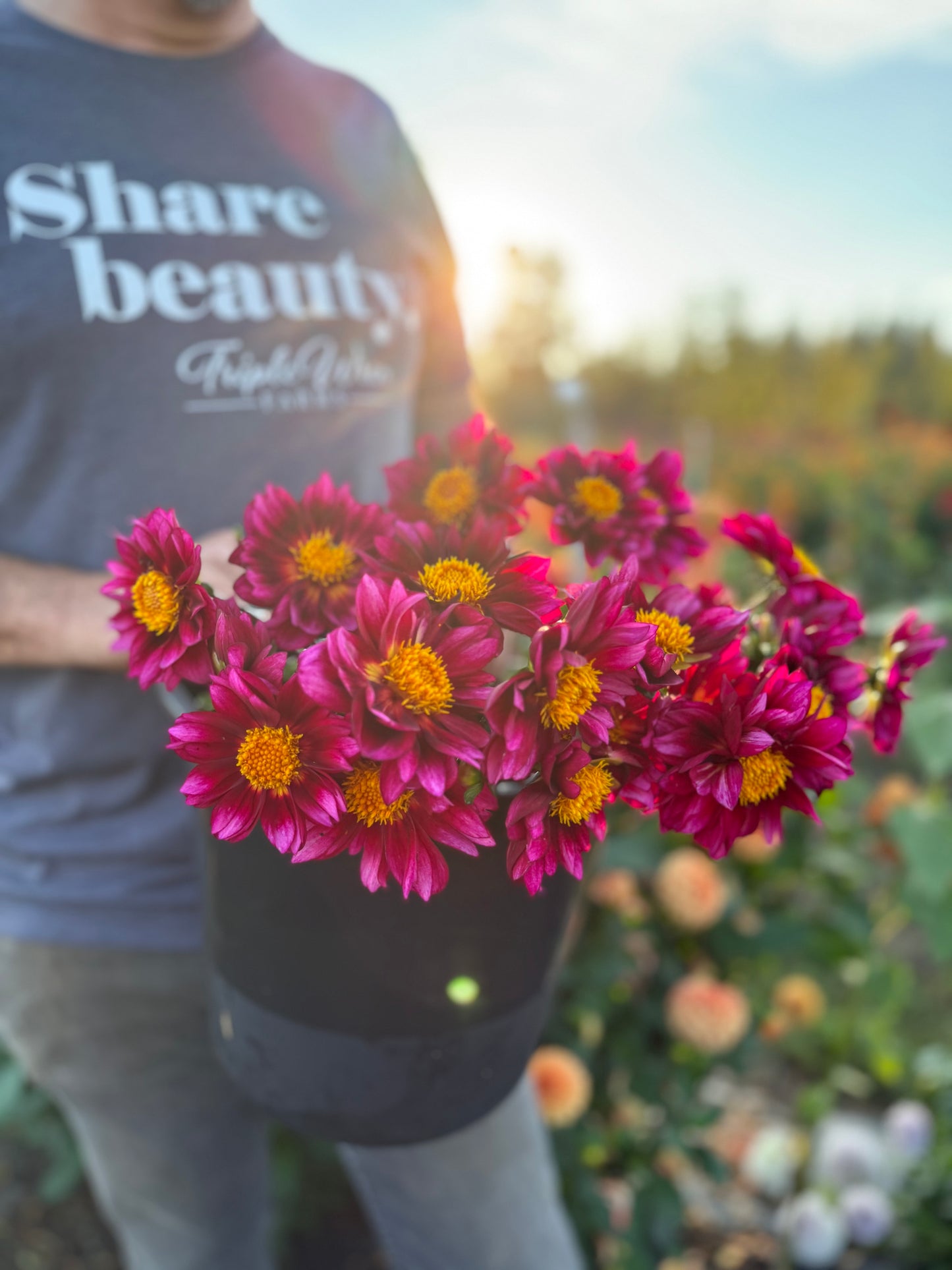 Bloomquist Night Owl Dahlia Tuber