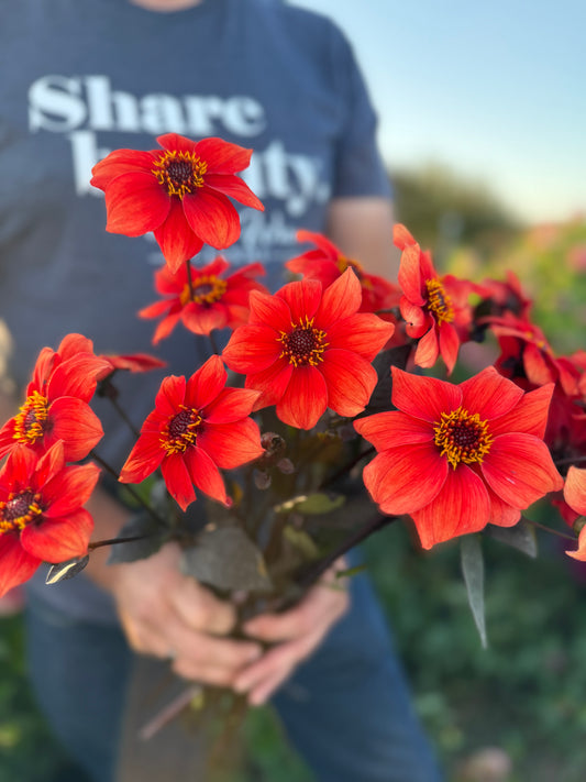 Person holding a bouquet of red flowers with a blurred background