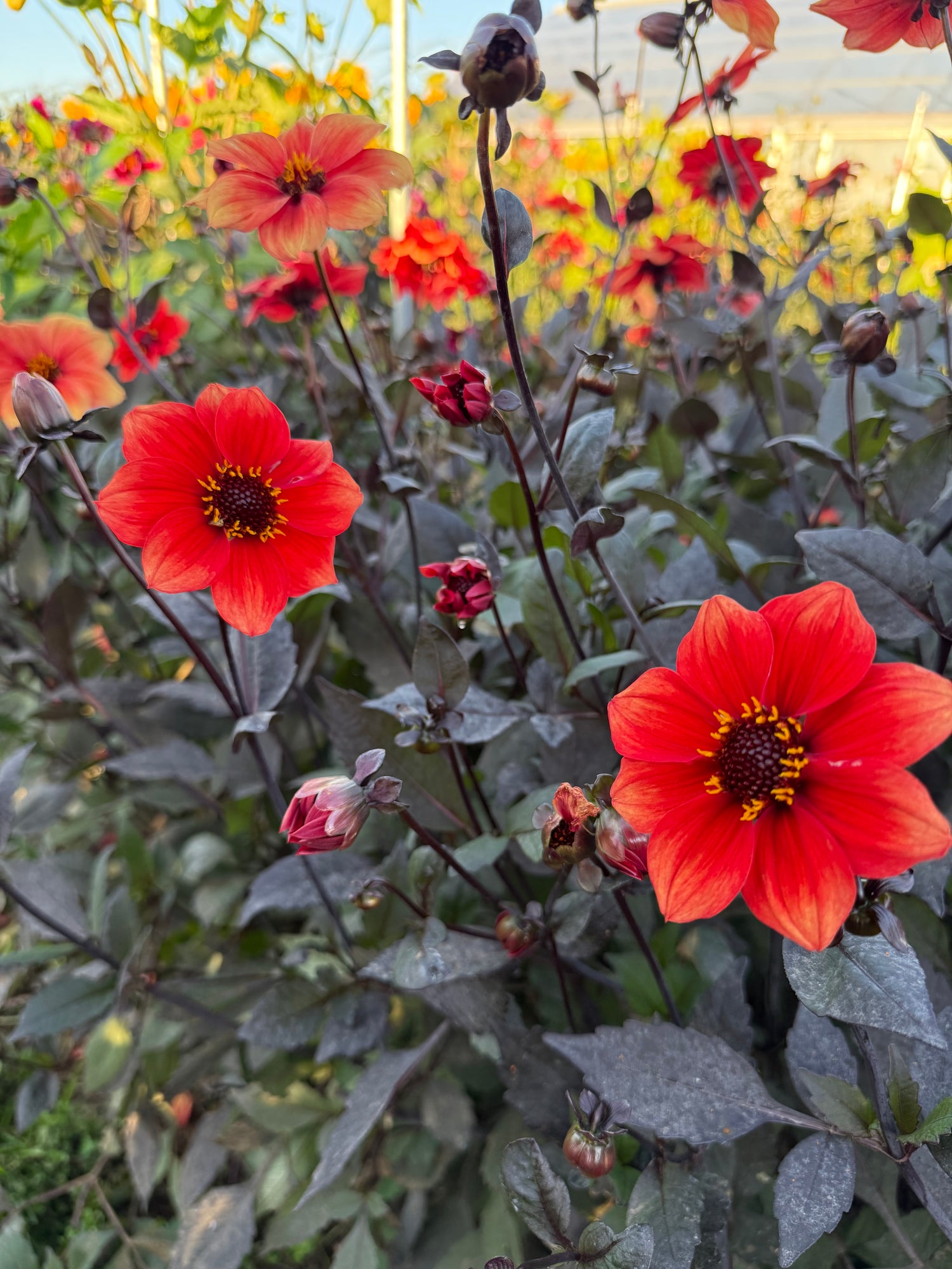 Close-up of vibrant red flowers with almost-back foliage