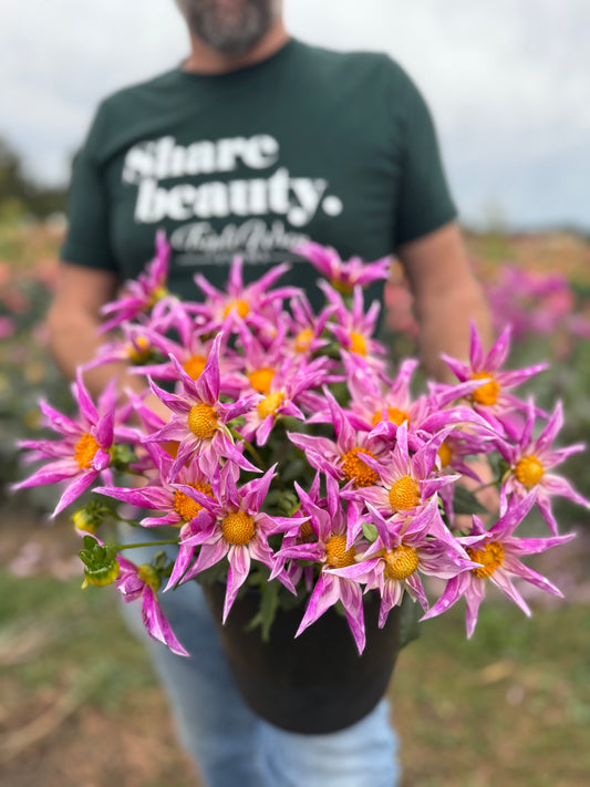 pink orchid shaped dahlias called Bloomquist Prophet from Triple Wren Farms