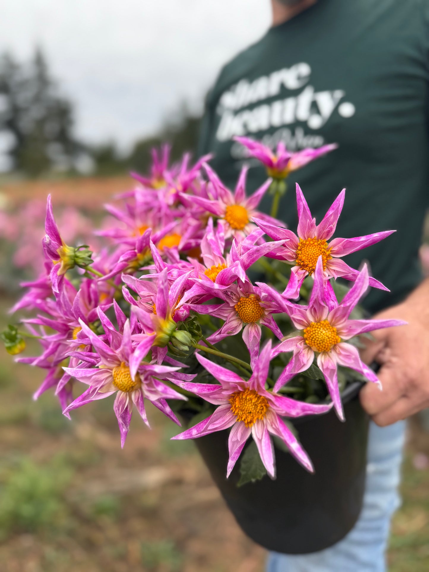 A person outdoors holding a black plastic pot filled with bright pink dahlia flowers with yellow centers. The person is wearing a dark green t-shirt with white text that reads 'Share Beauty.