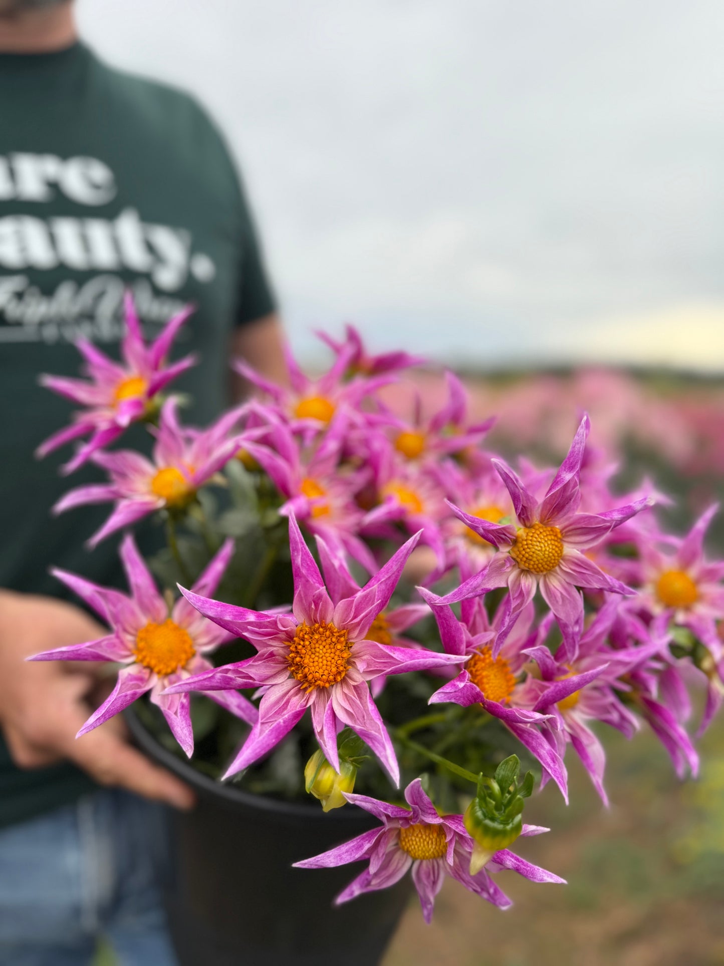pink orchid shaped dahlias called Bloomquist Prophet from Triple Wren Farms