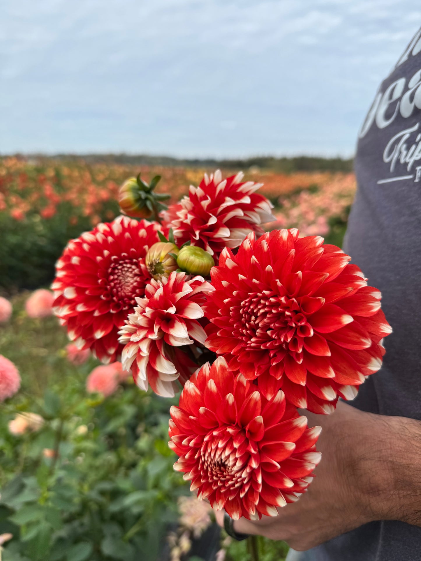 BLQ Chariot Dahlia Tubers from Triple Wren Farms