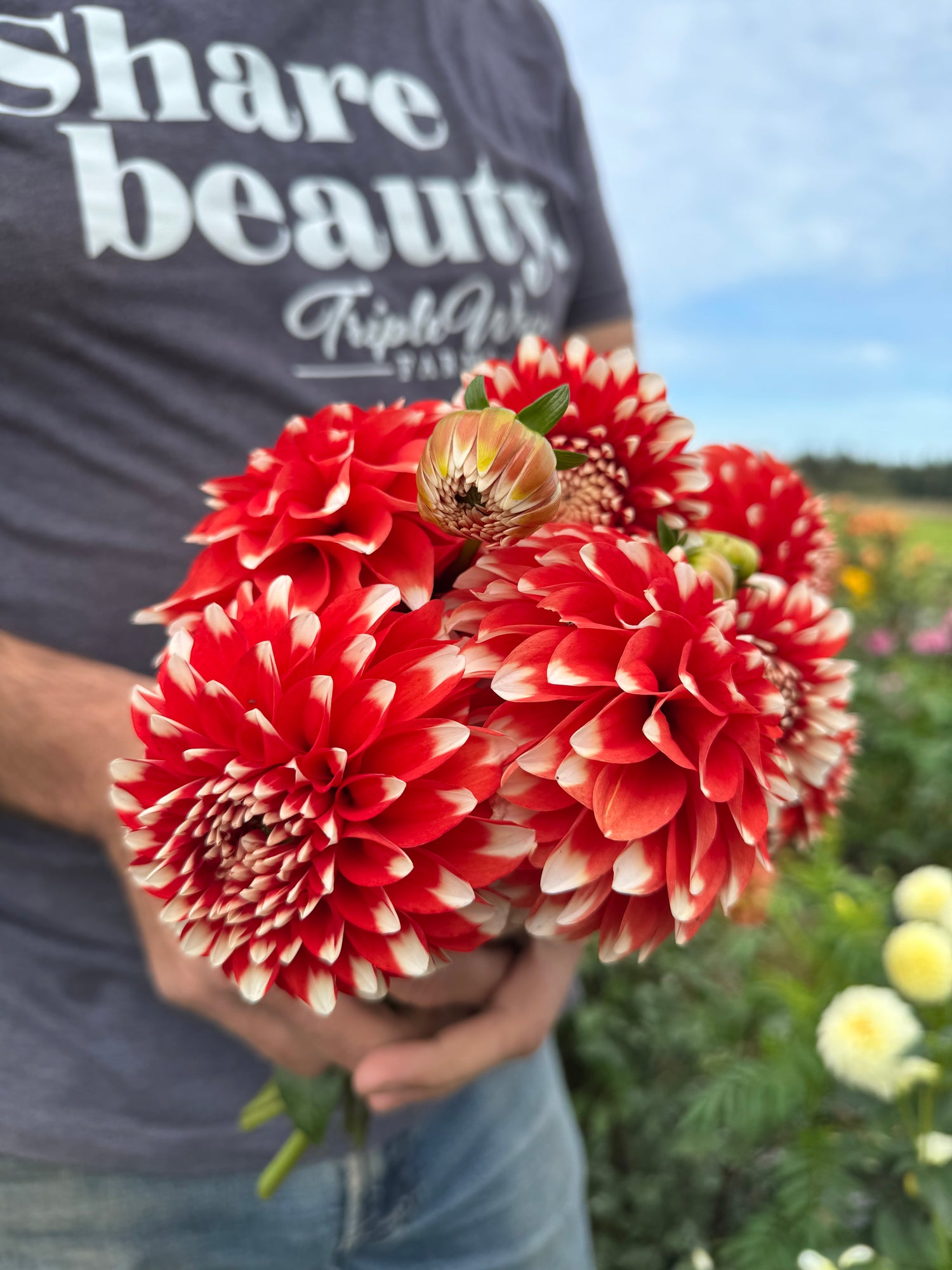 BLQ Chariot Dahlias Triple Wren Farms