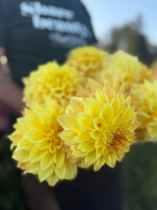 A close-up of bright yellow dahlia flowers in the foreground, with a blurred person wearing a black shirt in the background.