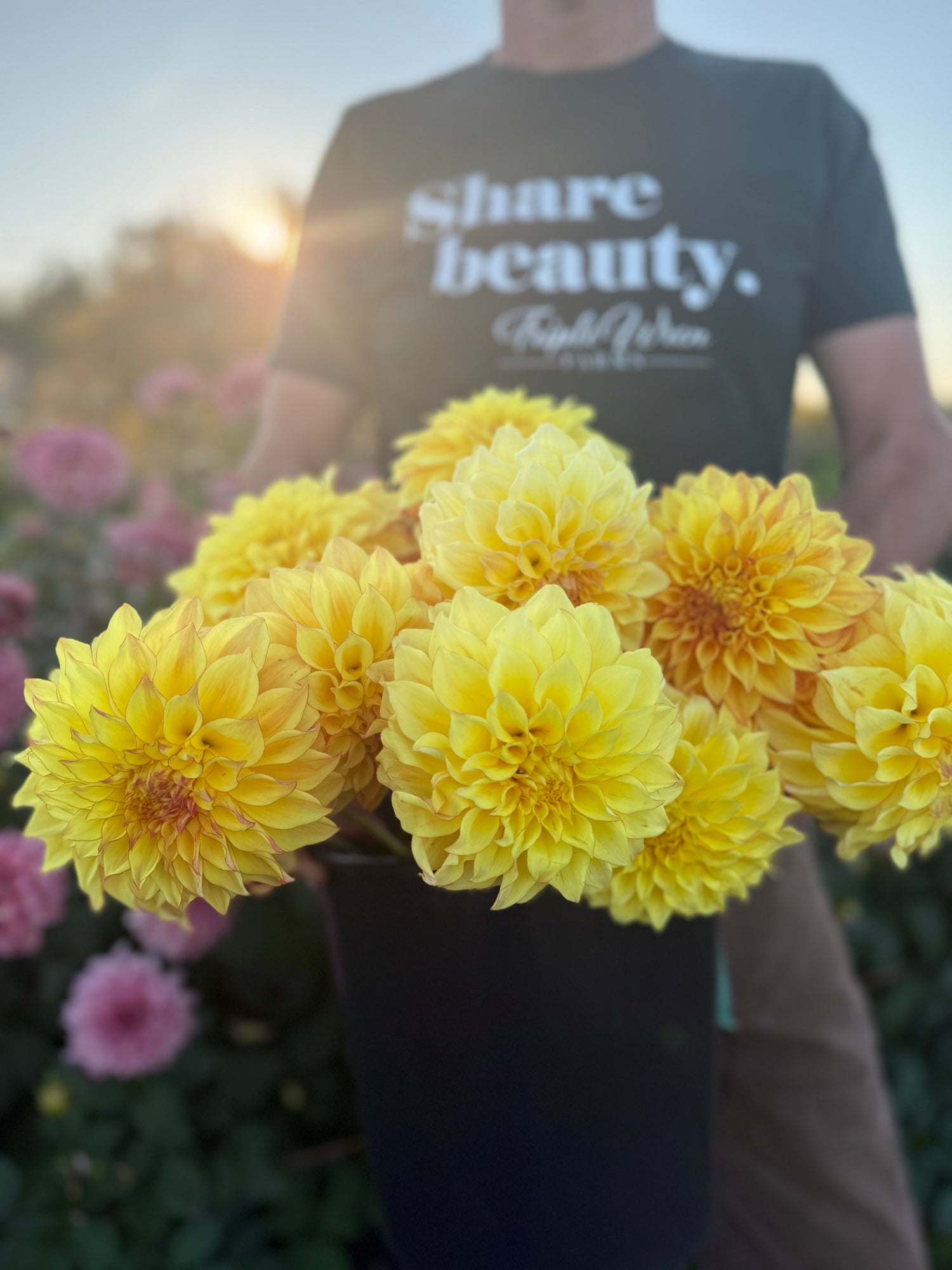 A person wearing a dark green t-shirt with 'share beauty"  printed on the front, holding a black bucket filled with bright yellow dahlia flowers in a garden at sunset.