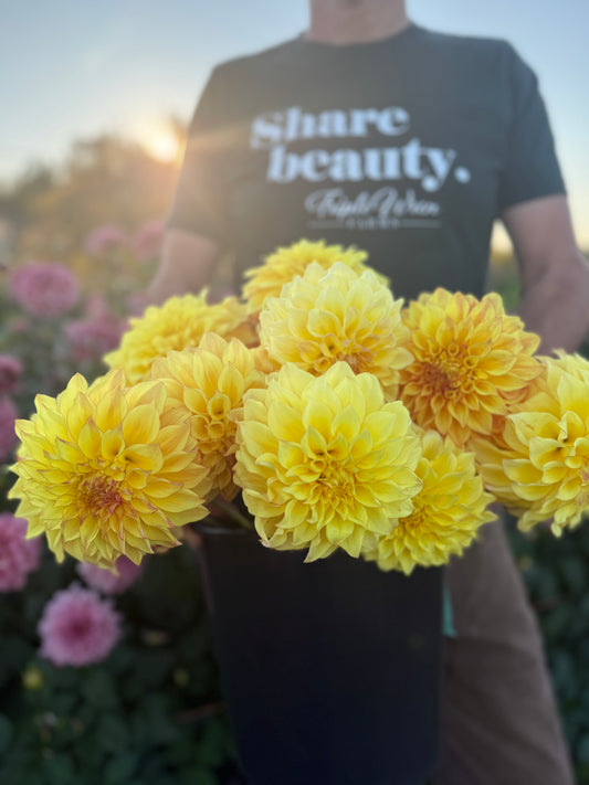 A person wearing a dark green t-shirt with 'share beauty"  printed on the front, holding a black bucket filled with bright yellow dahlia flowers in a garden at sunset.
