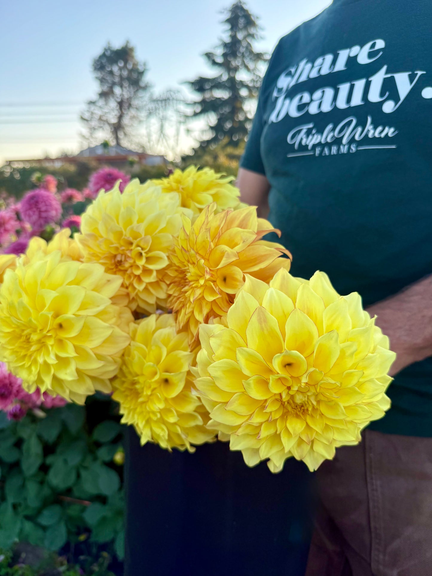 A person wearing a dark green t-shirt with 'Share beauty. Triple Wren Farms' printed on the chest holds a large bouquet of bright yellow dahlia flowers in an outdoor garden setting.