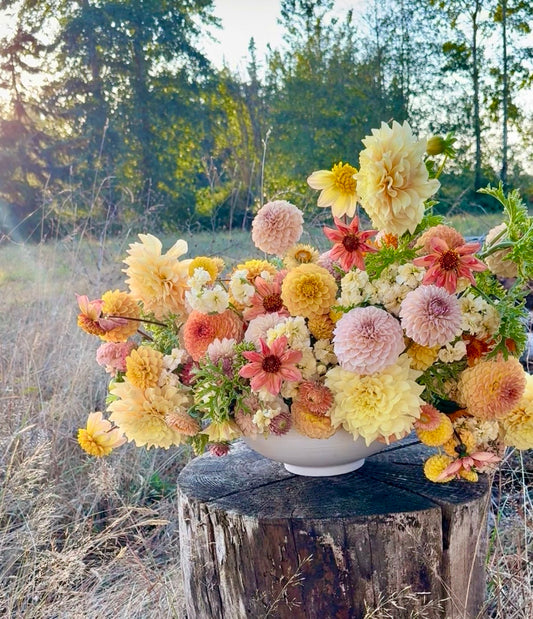 A large, vibrant floral arrangement of dahlias (BLQ Hummer, Irish Gnome, KA's Cinder Rose, Blyton's Softer Gleam, and BLQ Golden, Summer Sunrise, and Carpe Dahlia Mango)  in a white ceramic bowl, displayed on a rustic wooden tree stump in an outdoor field.