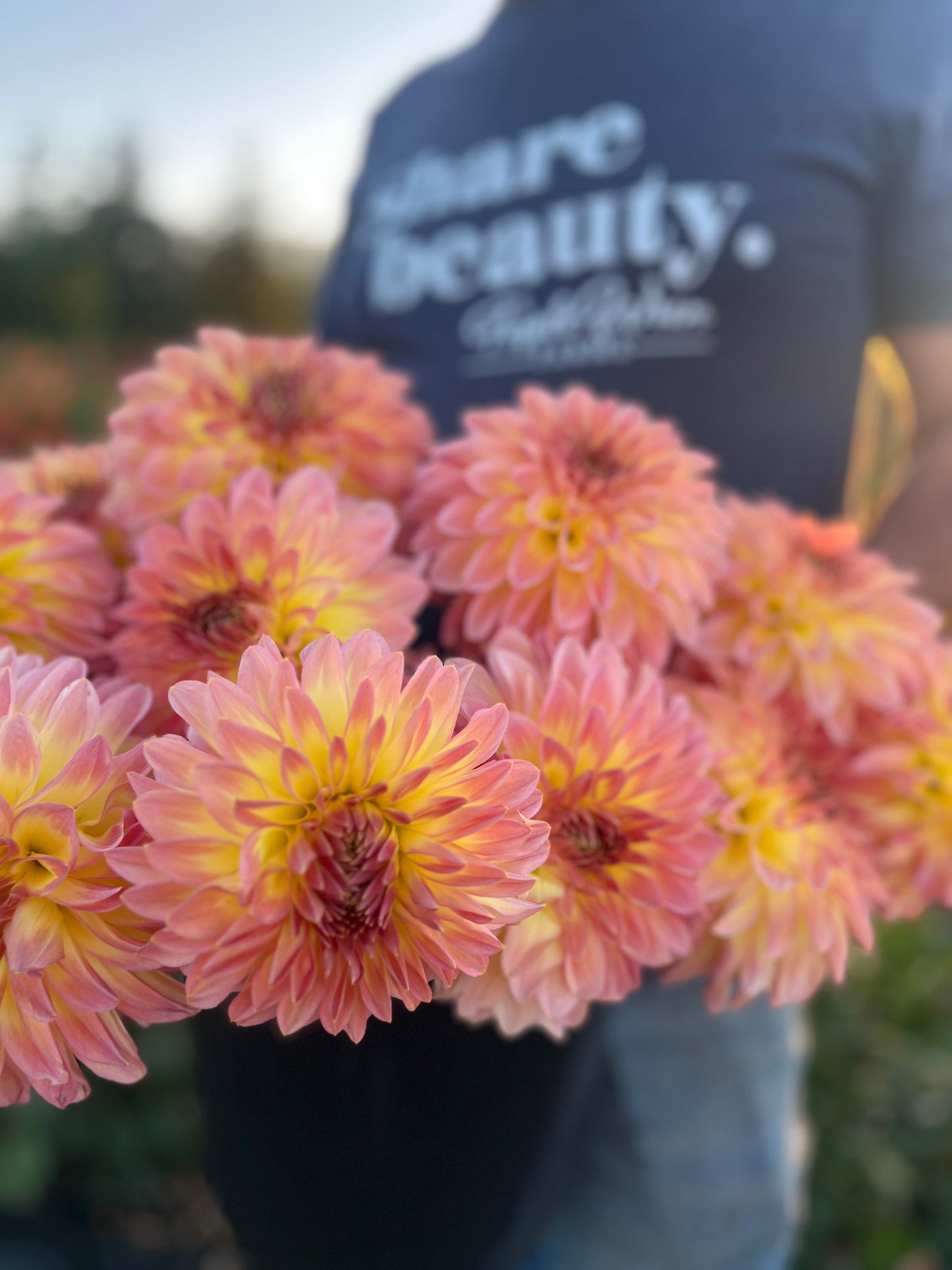 Buy Bloomquist Jerry dahlias from Triple Wren