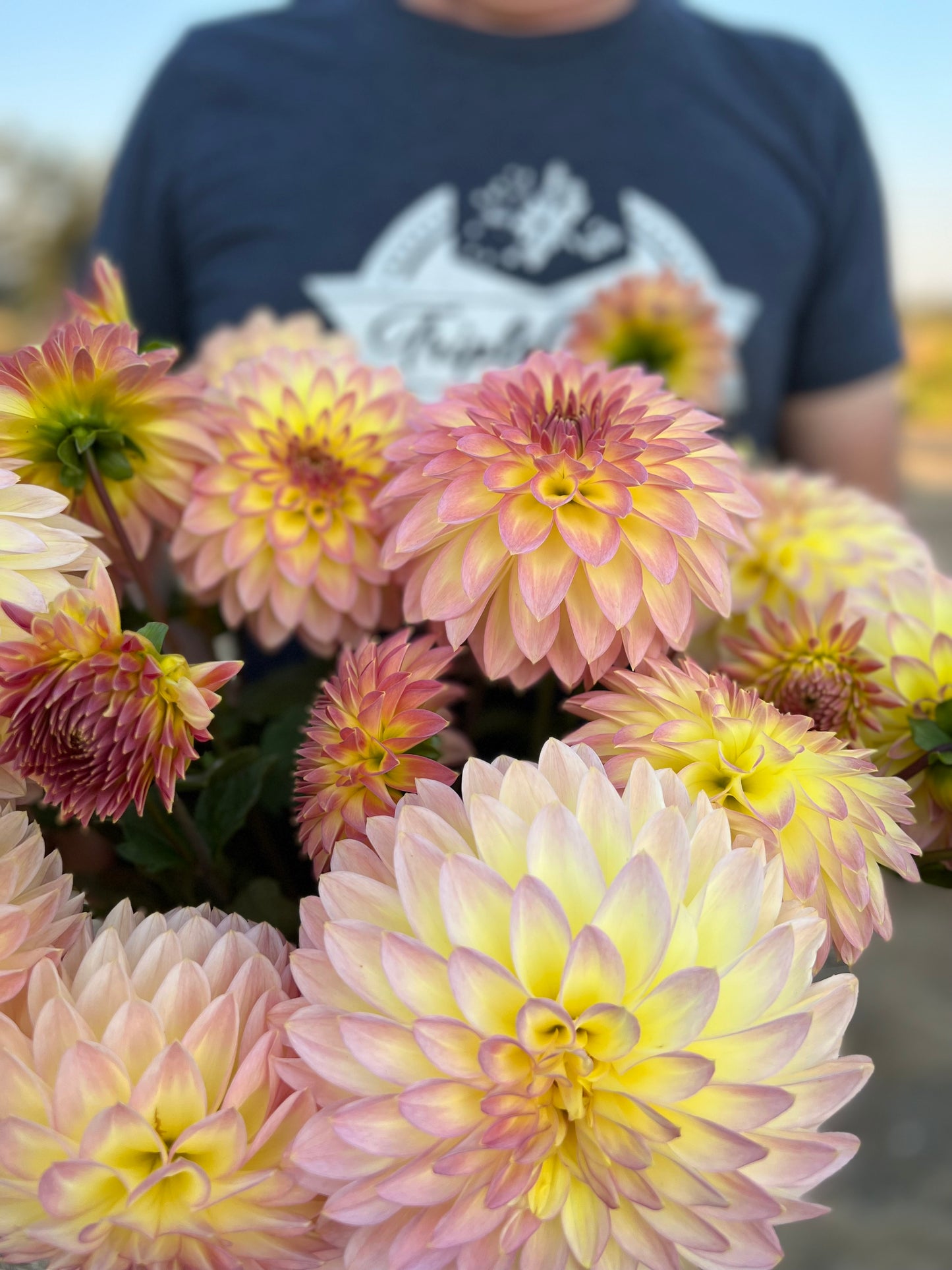 Bloomquist Jerry Cream Blush Dahlia Photo Tissue Culture Rooted Cutting