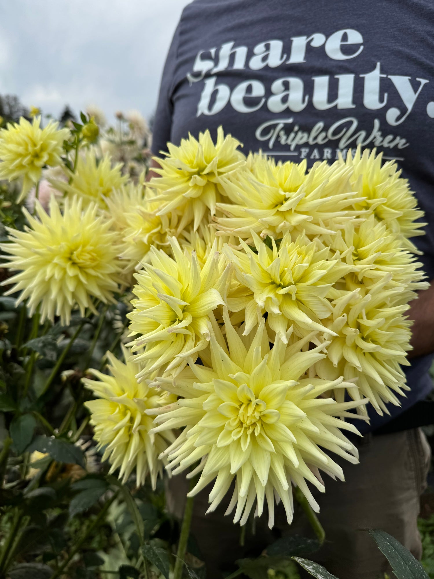 BLQ Lemonade Dahlias