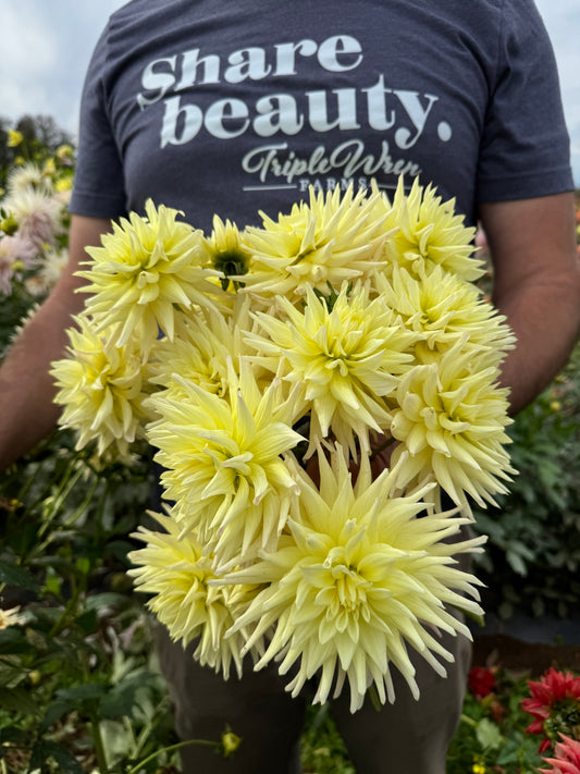 BLQ Lemonade Dahlia Tubers