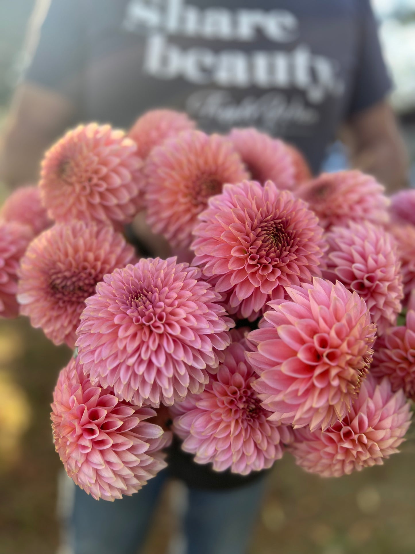 Buy Bloomquist Pink Parfait Dahlia Tubers from Triple Wren Farms for your home garden