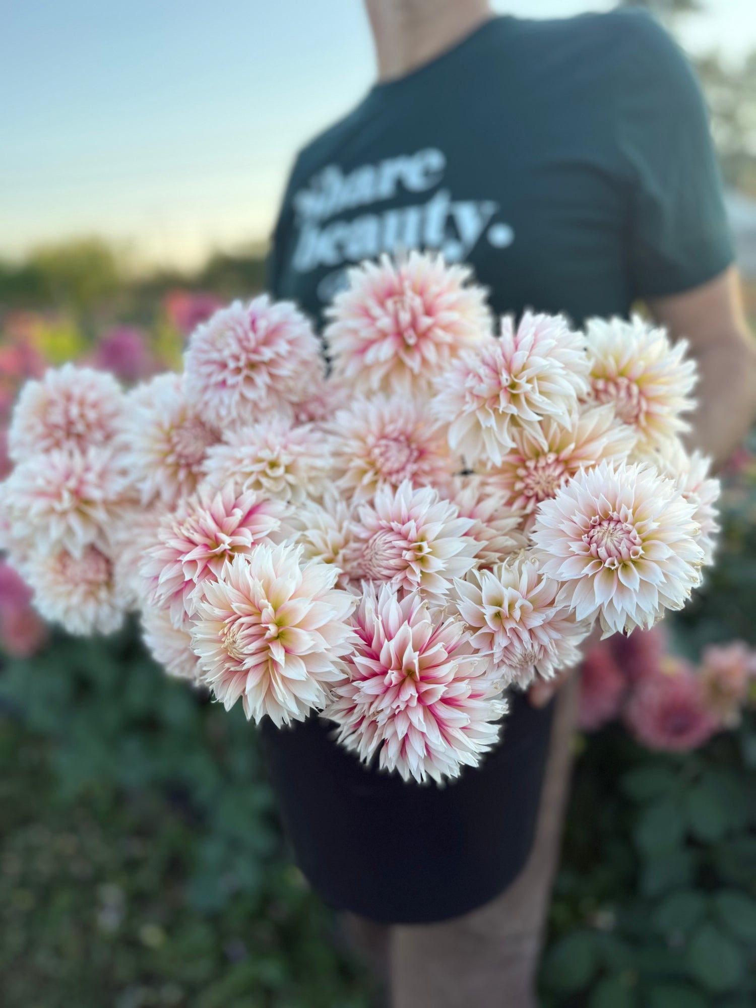 A person outdoors holding a large cluster of blooming dahlia flowers. The flowers are pale pink and white with darker pink edges.