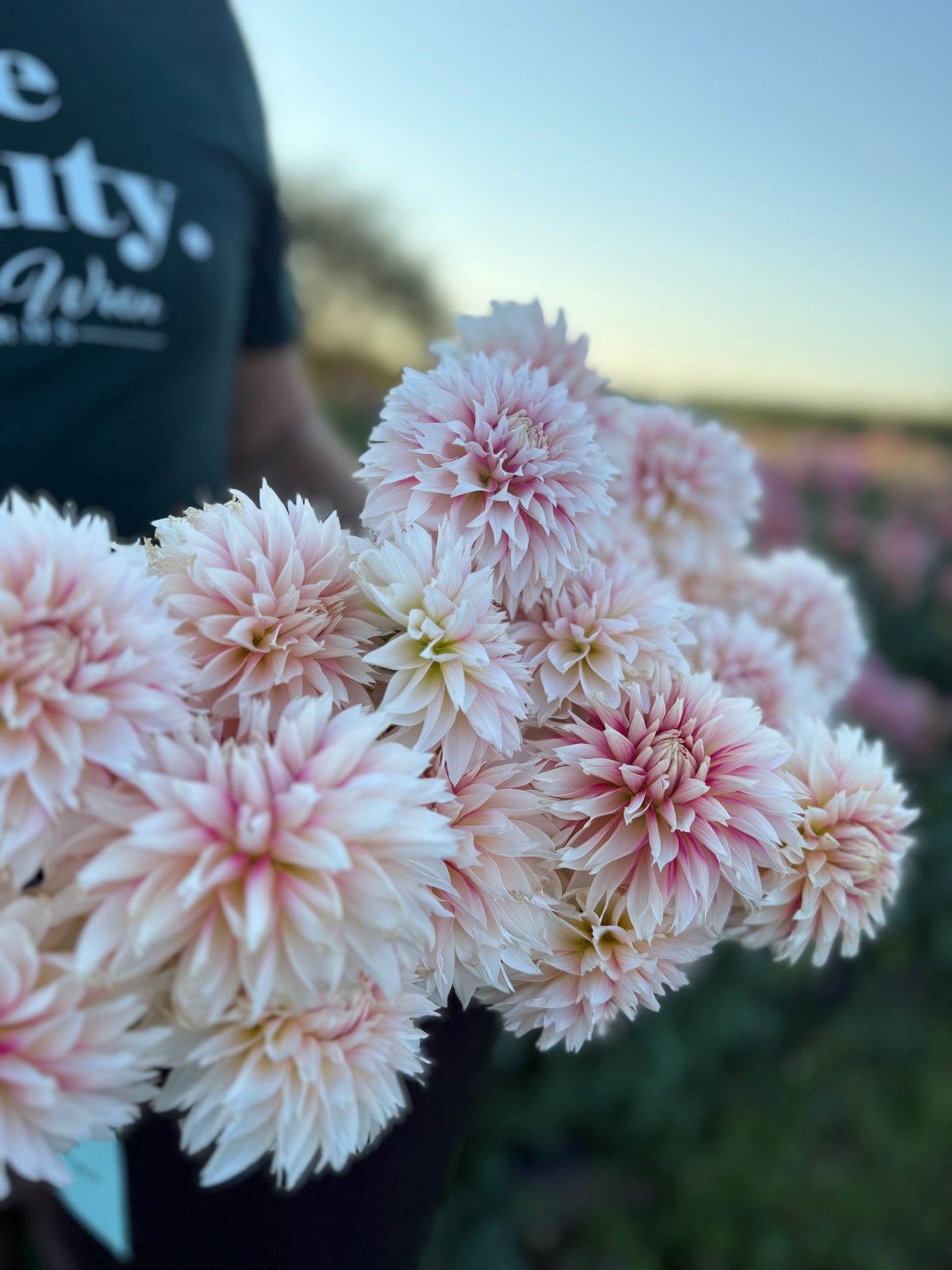 B's Paula Marie Dahlia Tuber