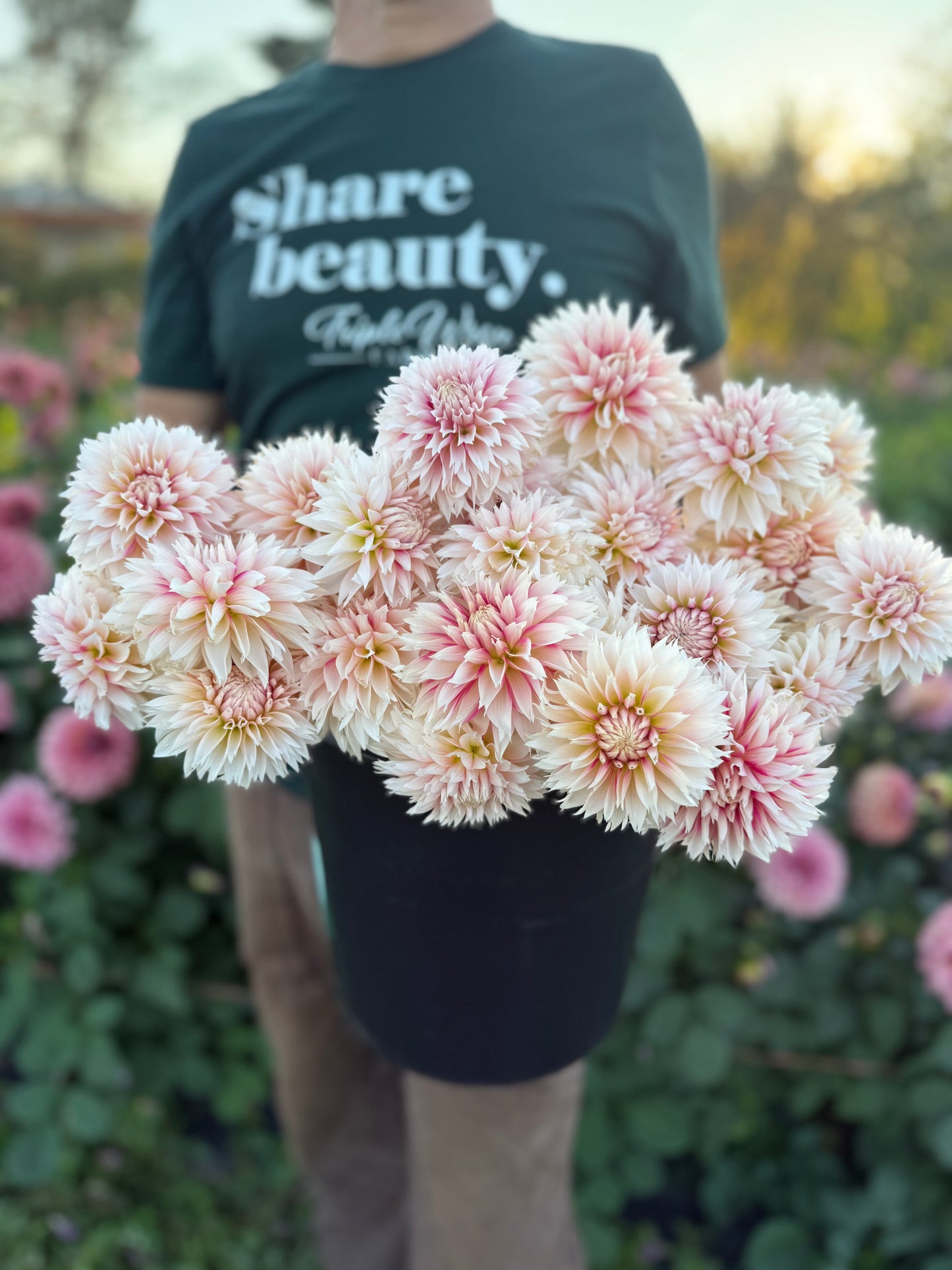 A person in a garden holding a black pot filled with blooming dahlia flowers. The flowers are pale pink and cream with some yellow centers.