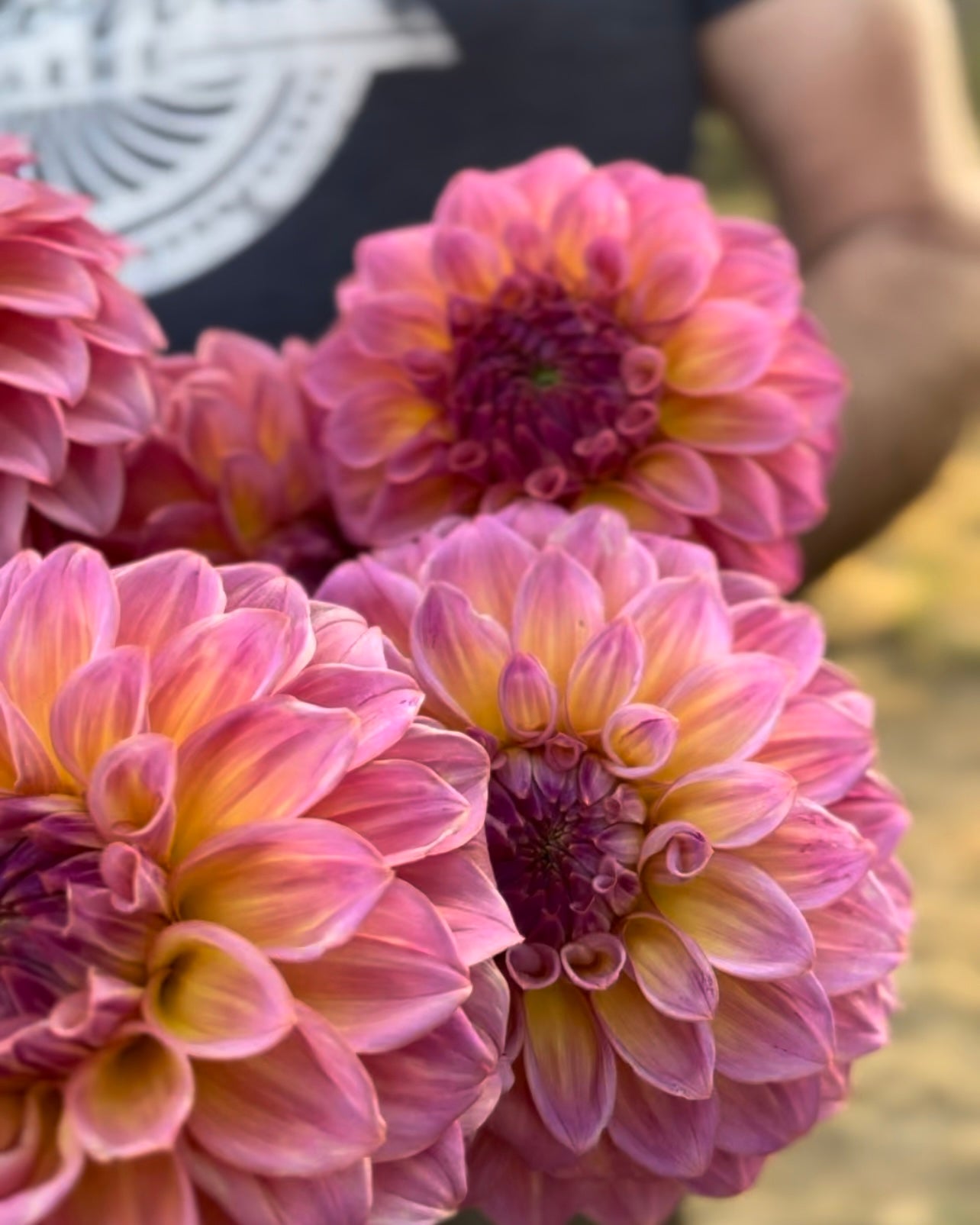 Buy Bloomquist Dave dahlia tubers from Triple Wren Farms for your home garden