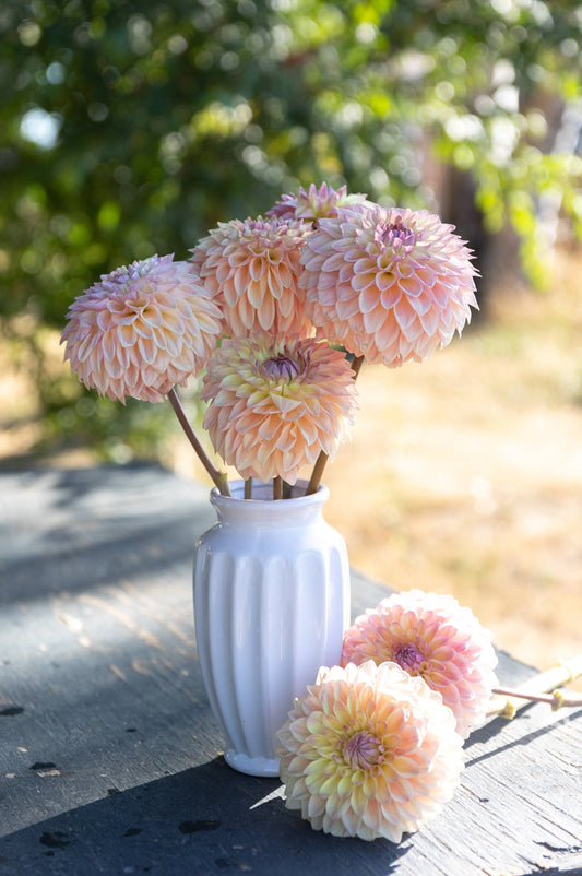 Bloomquist Alan Dahlia Plant: Rooted cutting