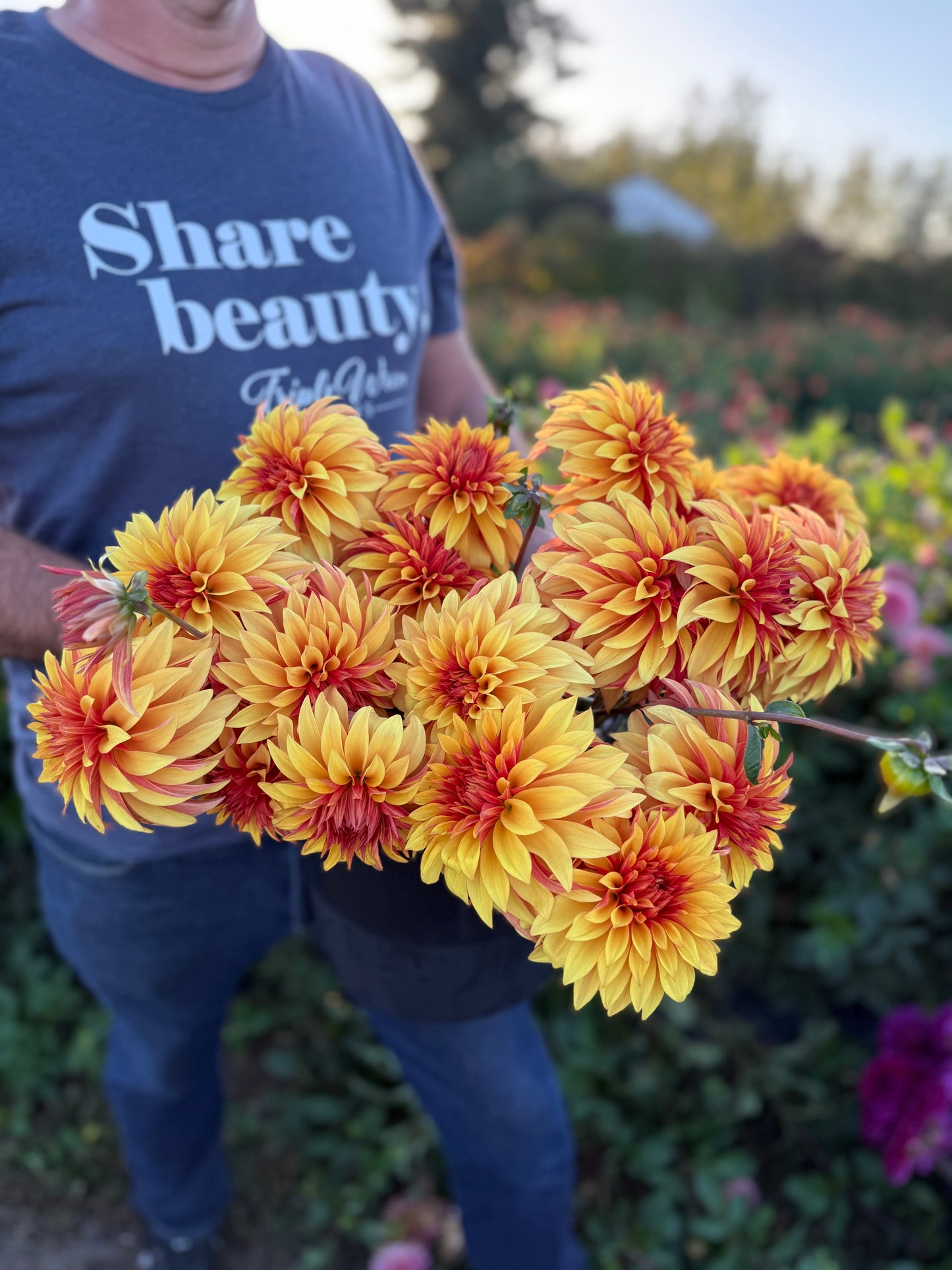 Bloomquist Fascinating Dahlia Tuber