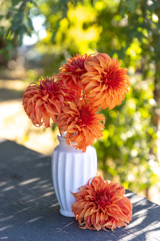 Bloomquist Jean Dahlia Plant: Rooted cutting