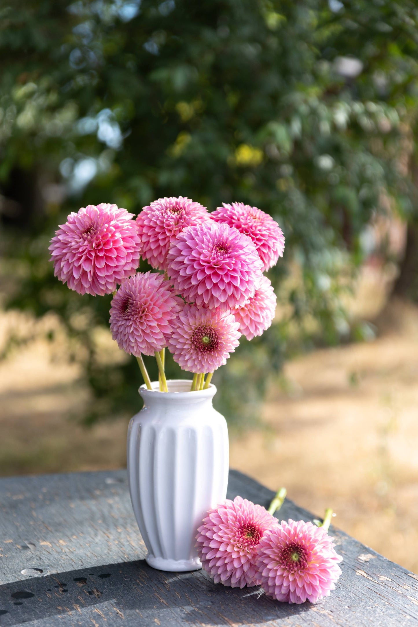 Bloomquist Pink Parfait Dahlia White Vase Tissue Culture Rooted Cutting