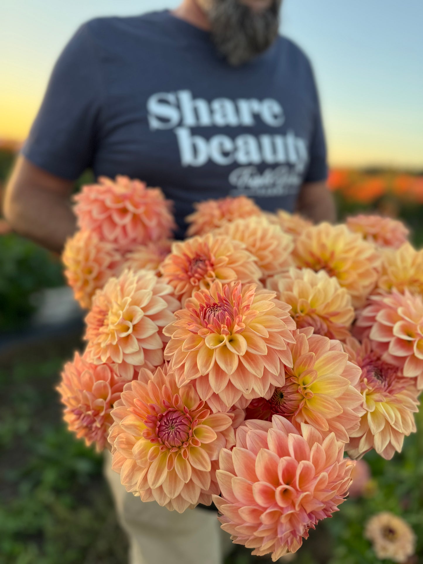 Bloomquist Alan Dahlia Tubers