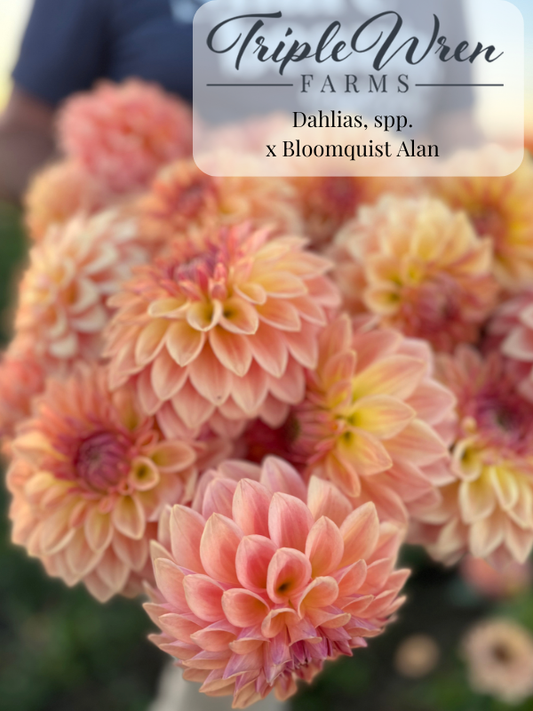 Close-up of peachy-pink dahlias with 'Triple Wren Farms' branding.
