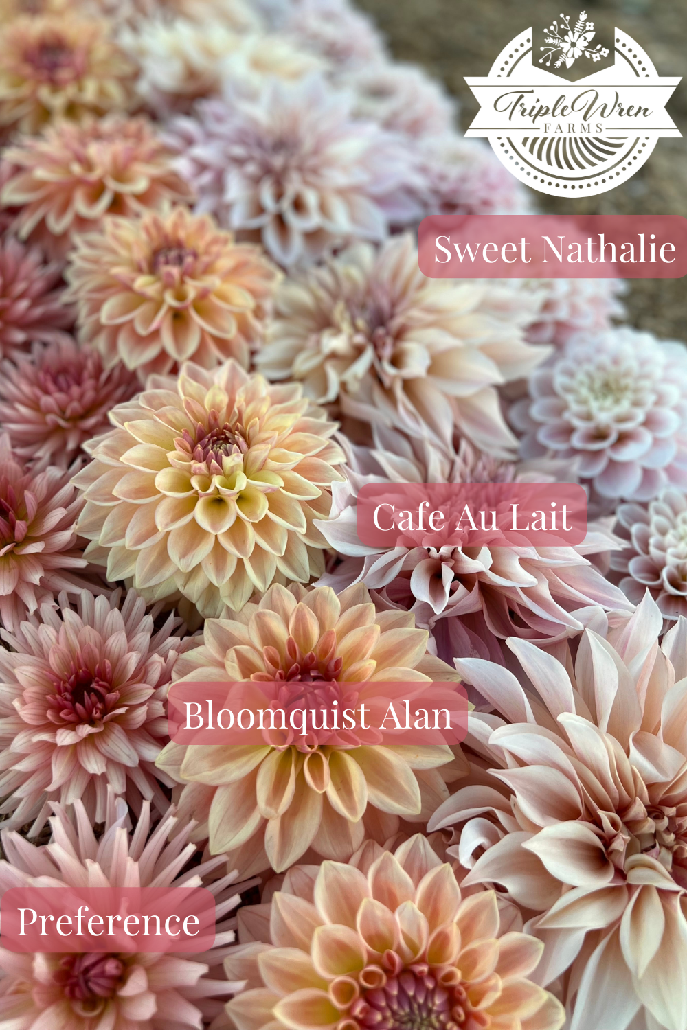 A close-up arrangement of dahlia flowers in soft peach, blush pink, cream, and mauve tones, with overlaid labels reading Sweet Nathalie, Cafe Au Lait, Bloomquist Alan, and Preference. A Triple Wren Farms logo appears at the top right.