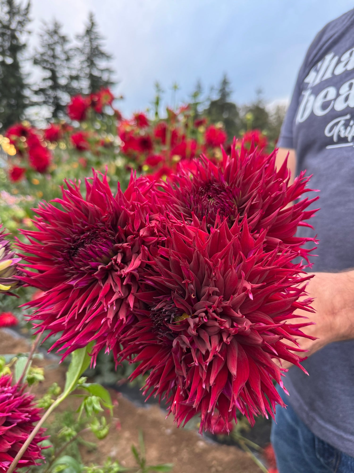 Bloomquist Alpha Dahlia Tubers