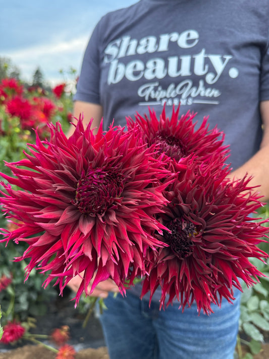 Bloomquist Alpha Dahlia Tubers from Triple Wren Farms