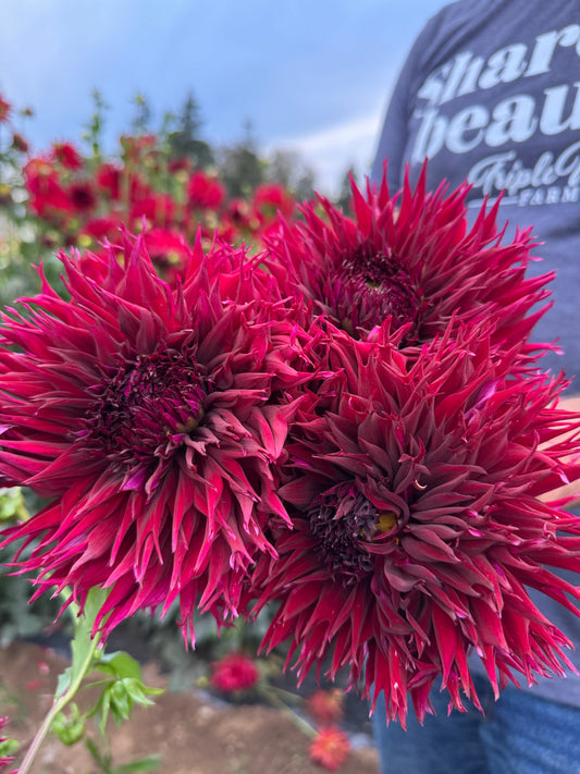 Bloomquist Alpha Dahlias