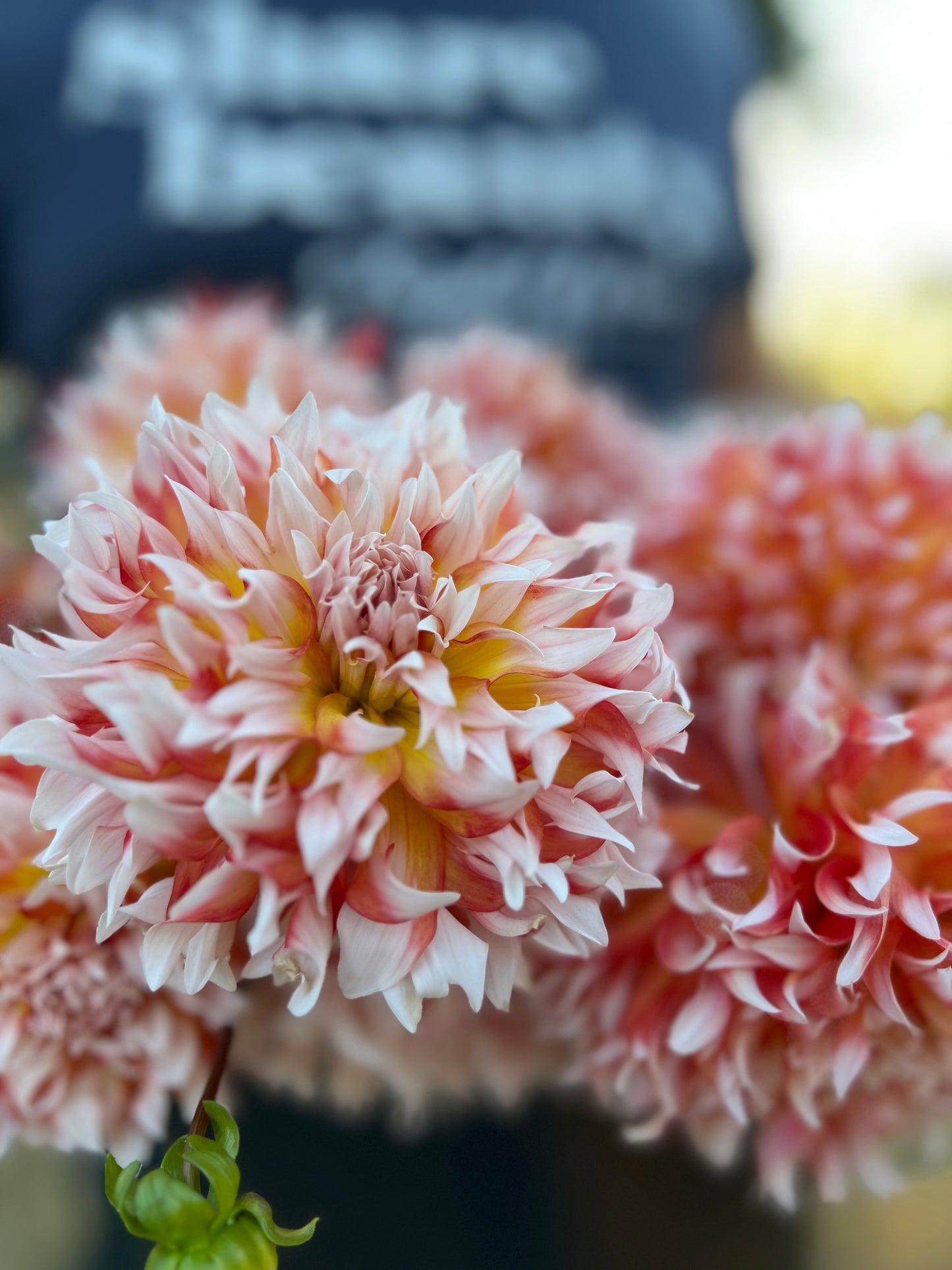 Bloomquist Amazing Bicolor Orange White Dahlia Tissue Culture Rooted Cutting