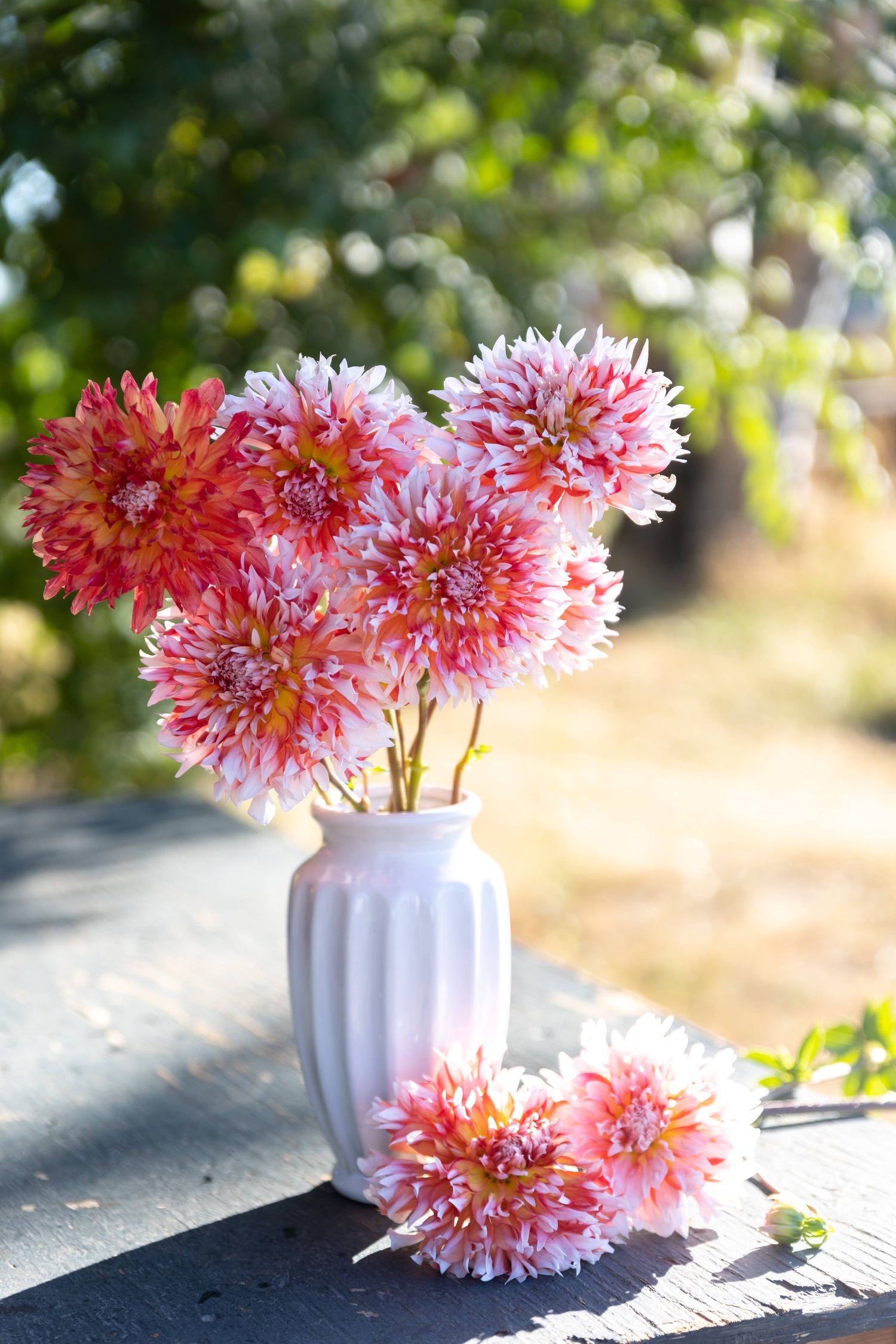 Bloomquist Amazing Bicolor Orange White Dahlia White Vase Tissue Culture Rooted Cutting