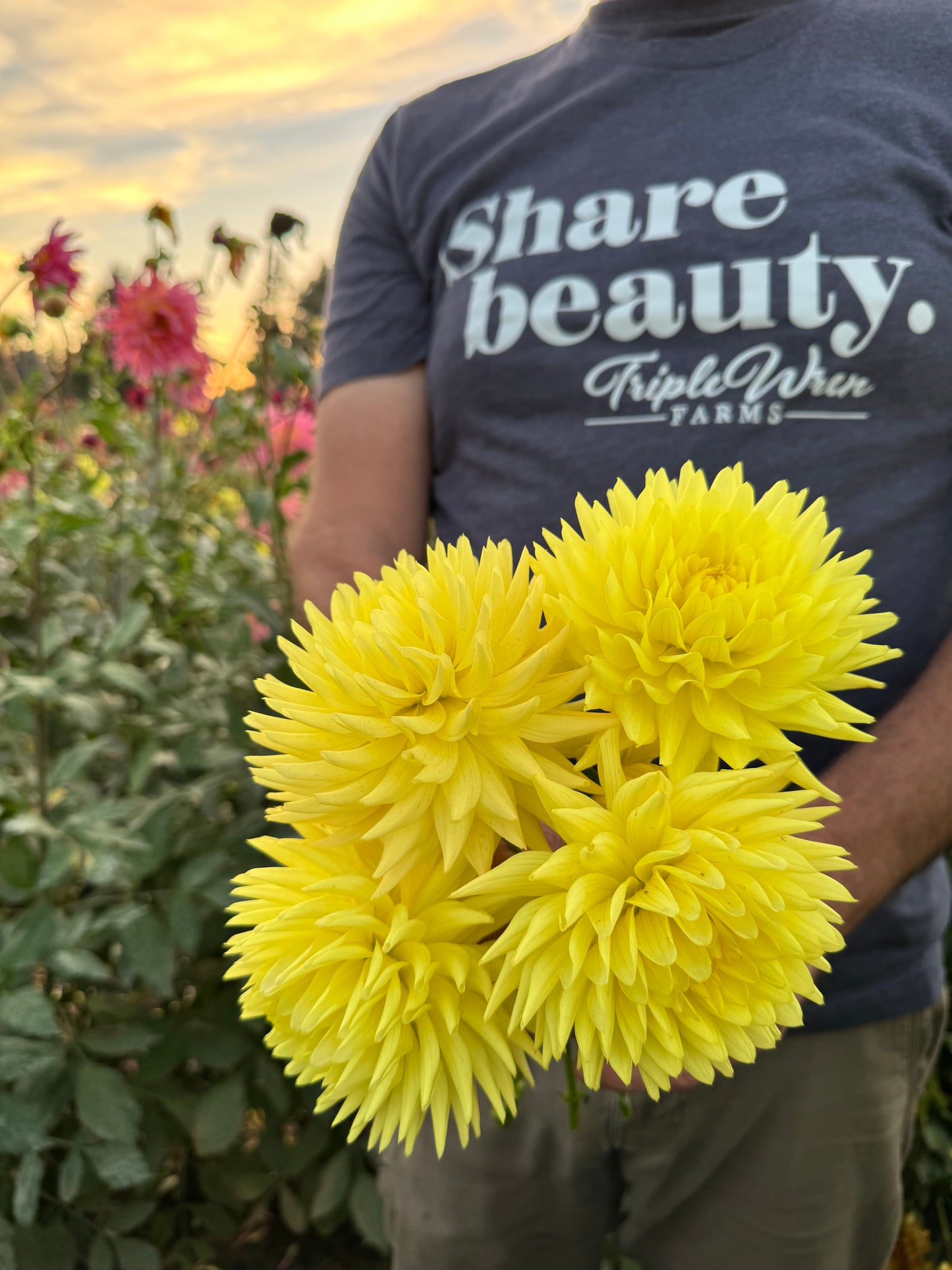 Bloomquist Angel Dahlia