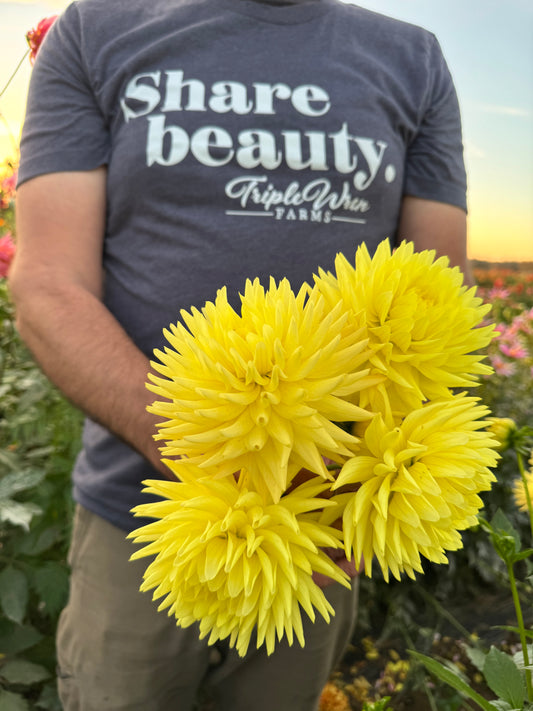 Bloomquist Angel Dahlia Tubers