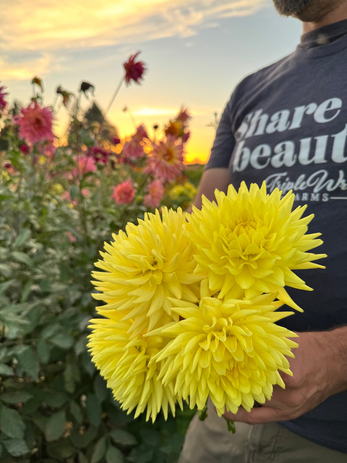 Bloomquist Angel Dahlia Tubers from Triple Wren Farms