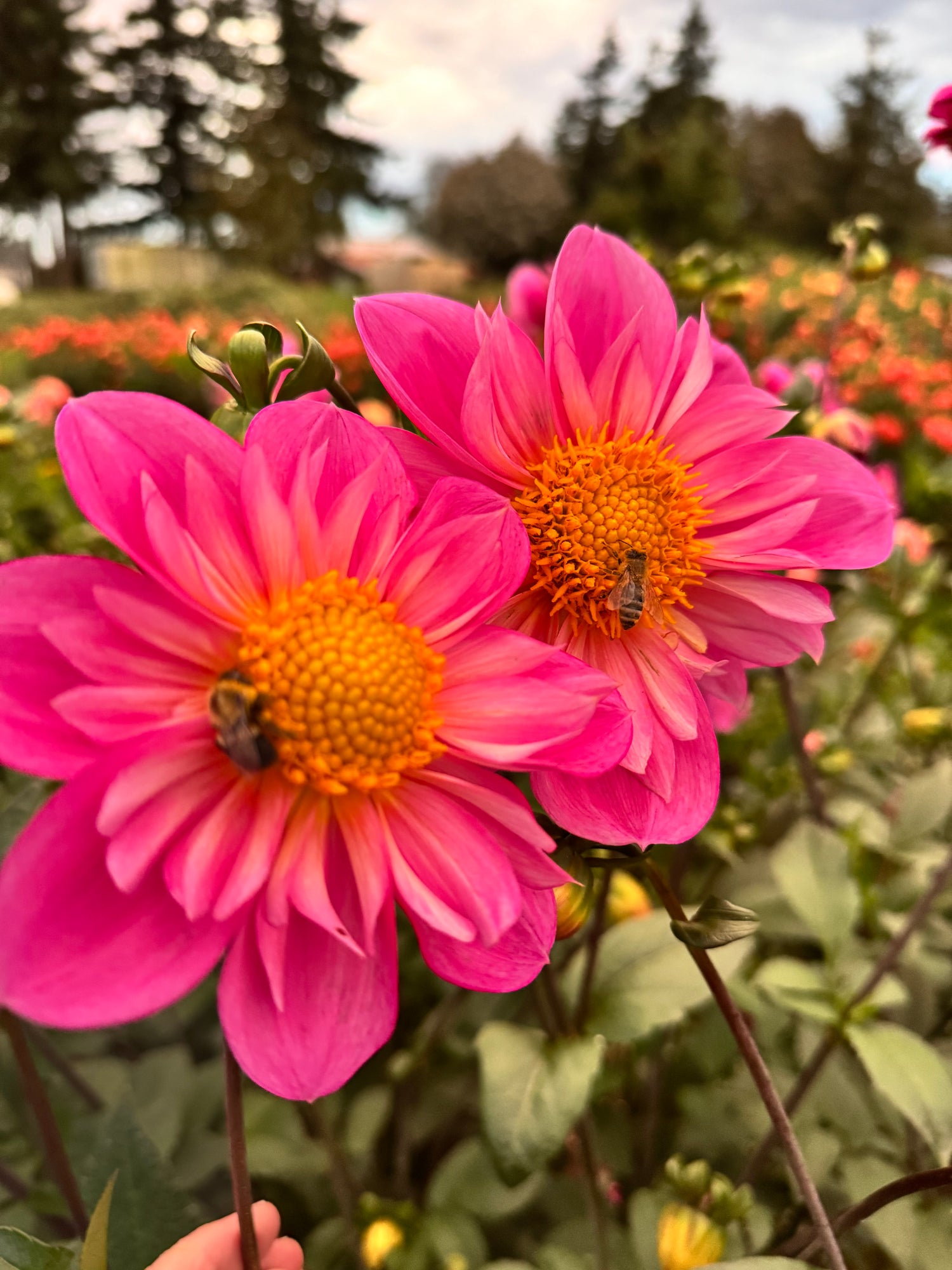 Bloomquist Arise Dahlia