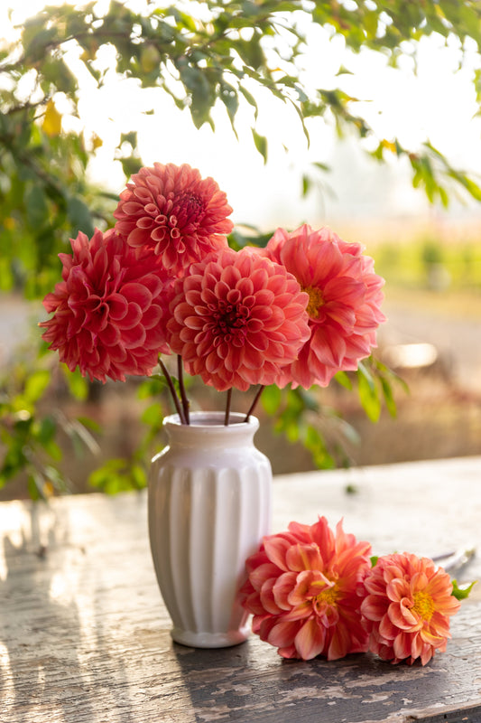 Bloomquist Azalea Rooted Dahlia Cutting