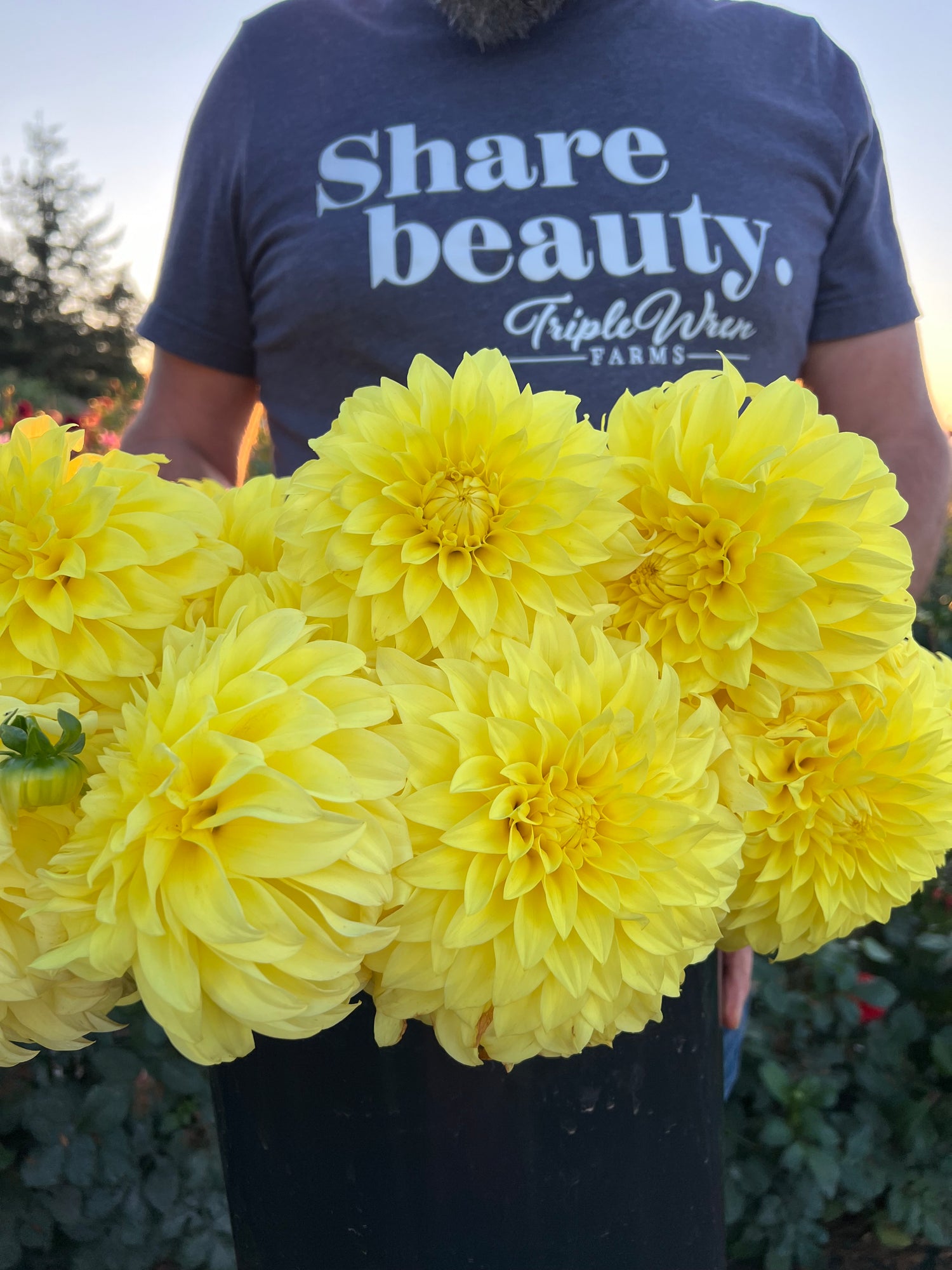 Bloomquist Barbara Dahlia Tubers