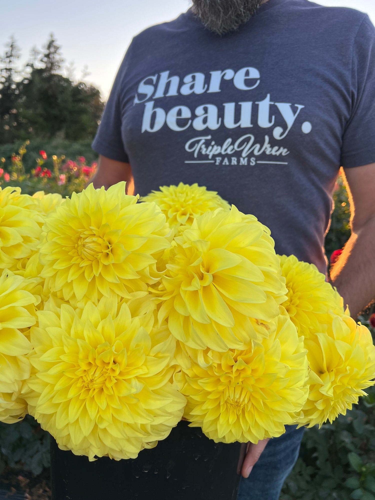 Buy Bloomquist Barbara Dahlias Triple Wren Farms