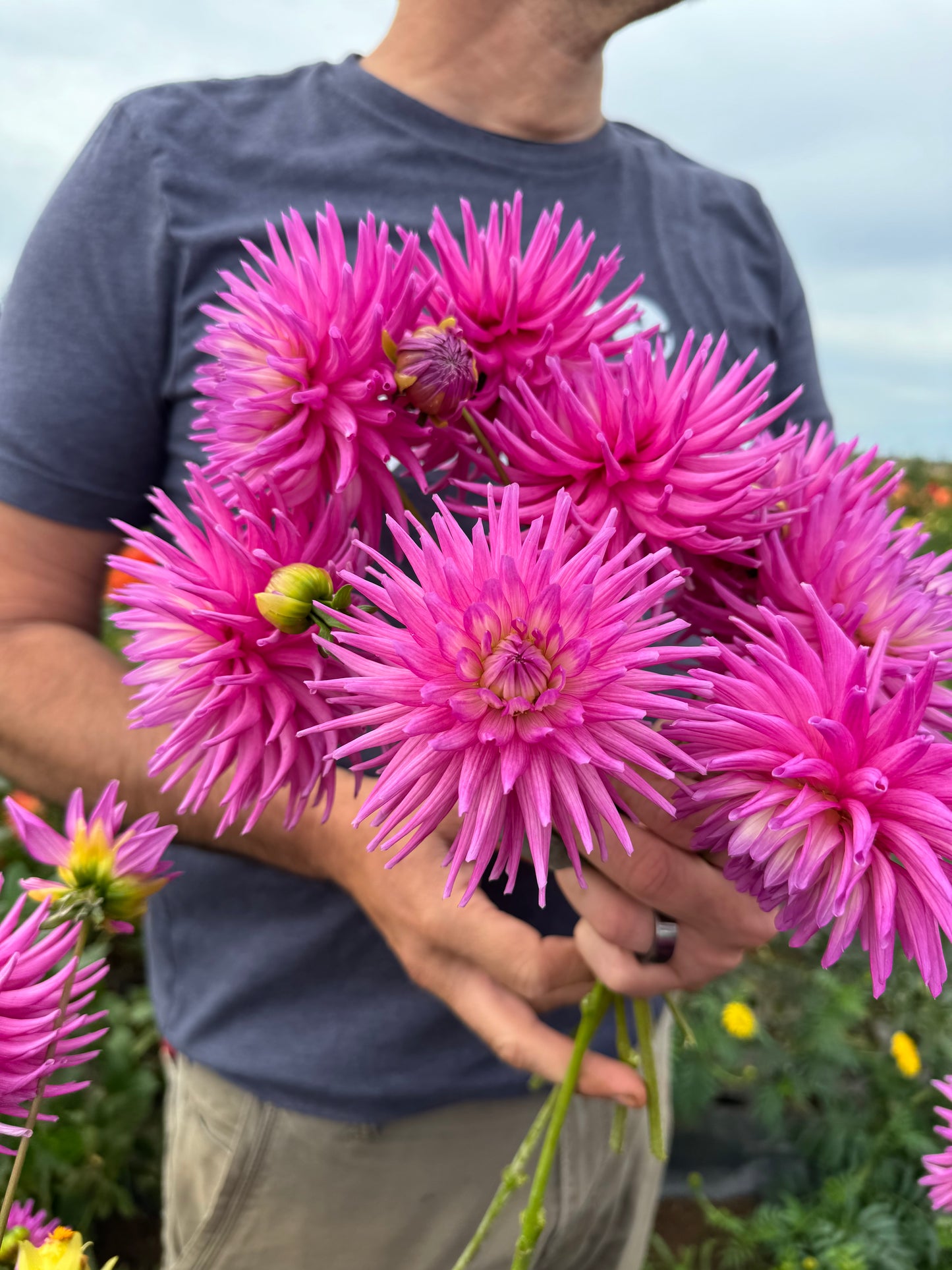 Bloomquist Be Still Dahlia Tubers