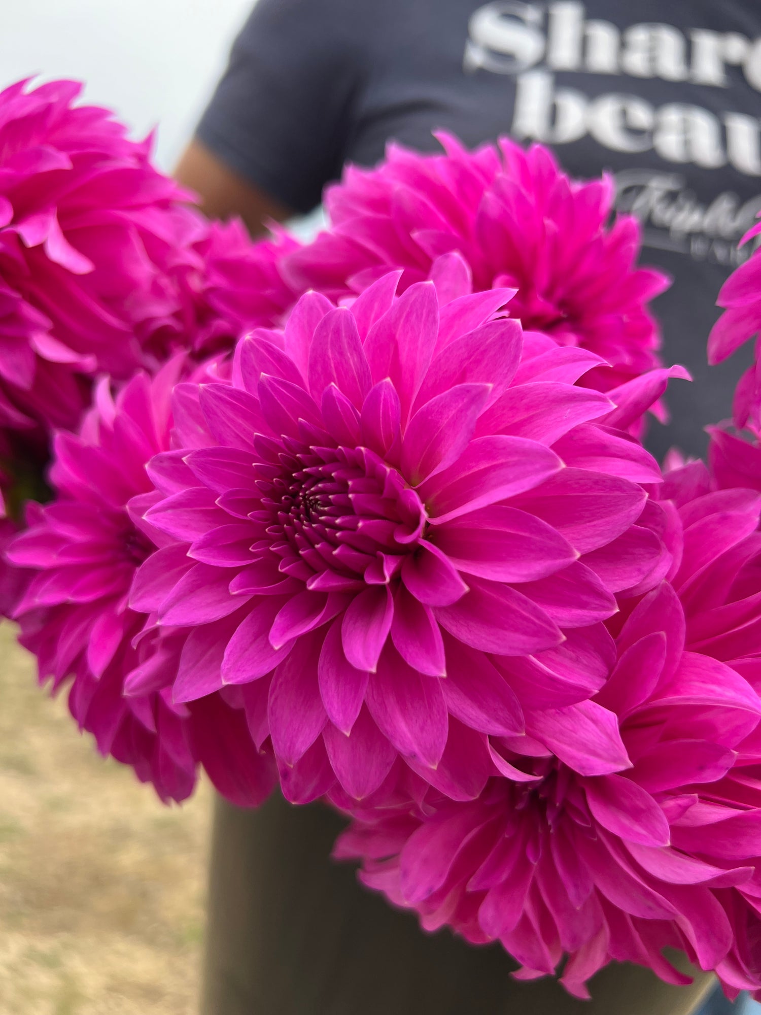 Fuchsia and Pink dahlia tuber Bloomquist Beyond from Triple Wren Farms