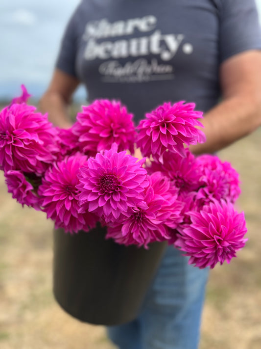 Bloomquist Beyond dahlia tubers from Triple Wren Farms